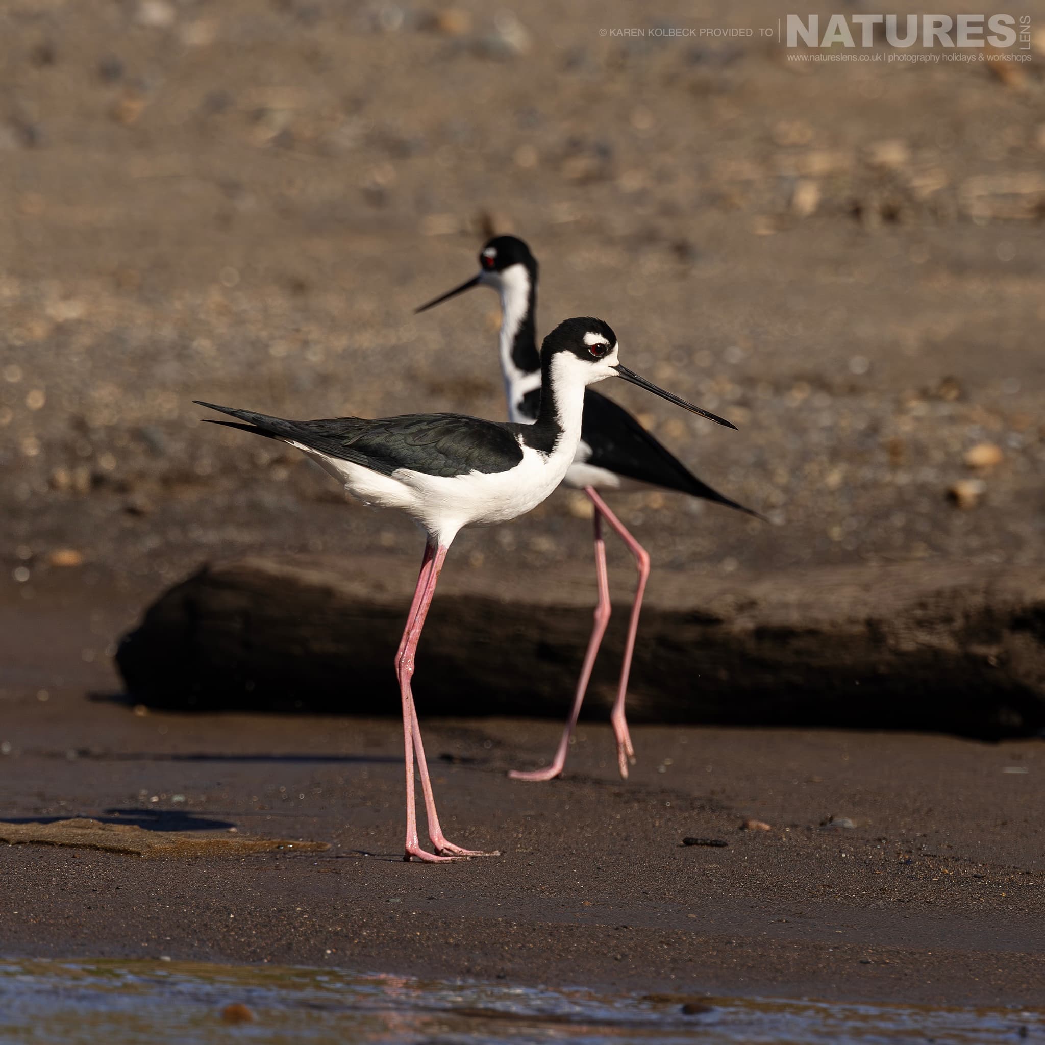 One Of The Many Species That Were Photographed By Karen Folbeck During Our 2024 Costa Rican Wildlife Photography Holiday 21 One Of The Many Species That Were Photographed By Karen Folbeck During Our 2024 Costa Rican Wildlife Photography Holiday – 21