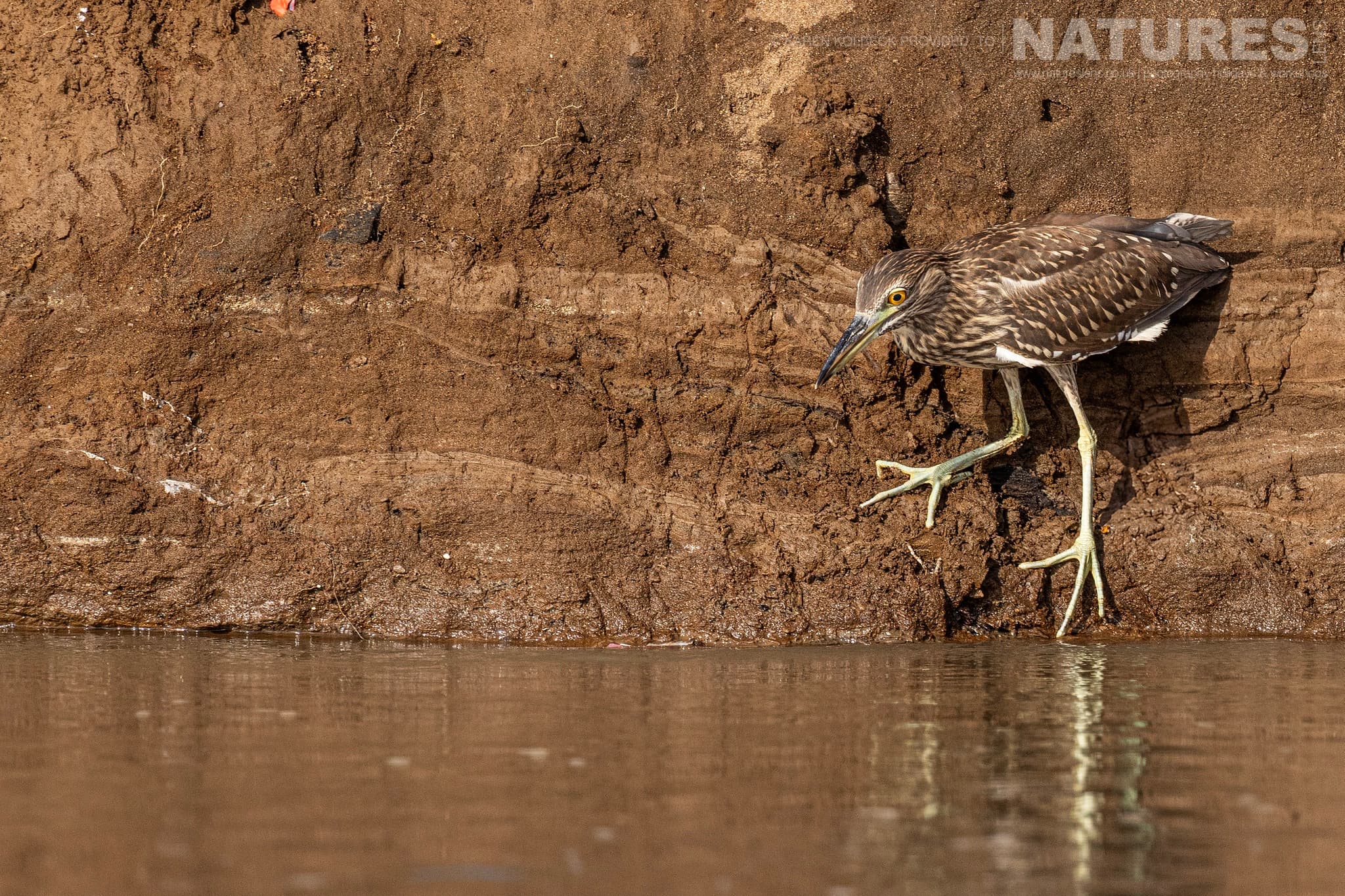One Of The Many Species That Were Photographed By Karen Folbeck During Our 2024 Costa Rican Wildlife Photography Holiday 22 One Of The Many Species That Were Photographed By Karen Folbeck During Our 2024 Costa Rican Wildlife Photography Holiday – 22
