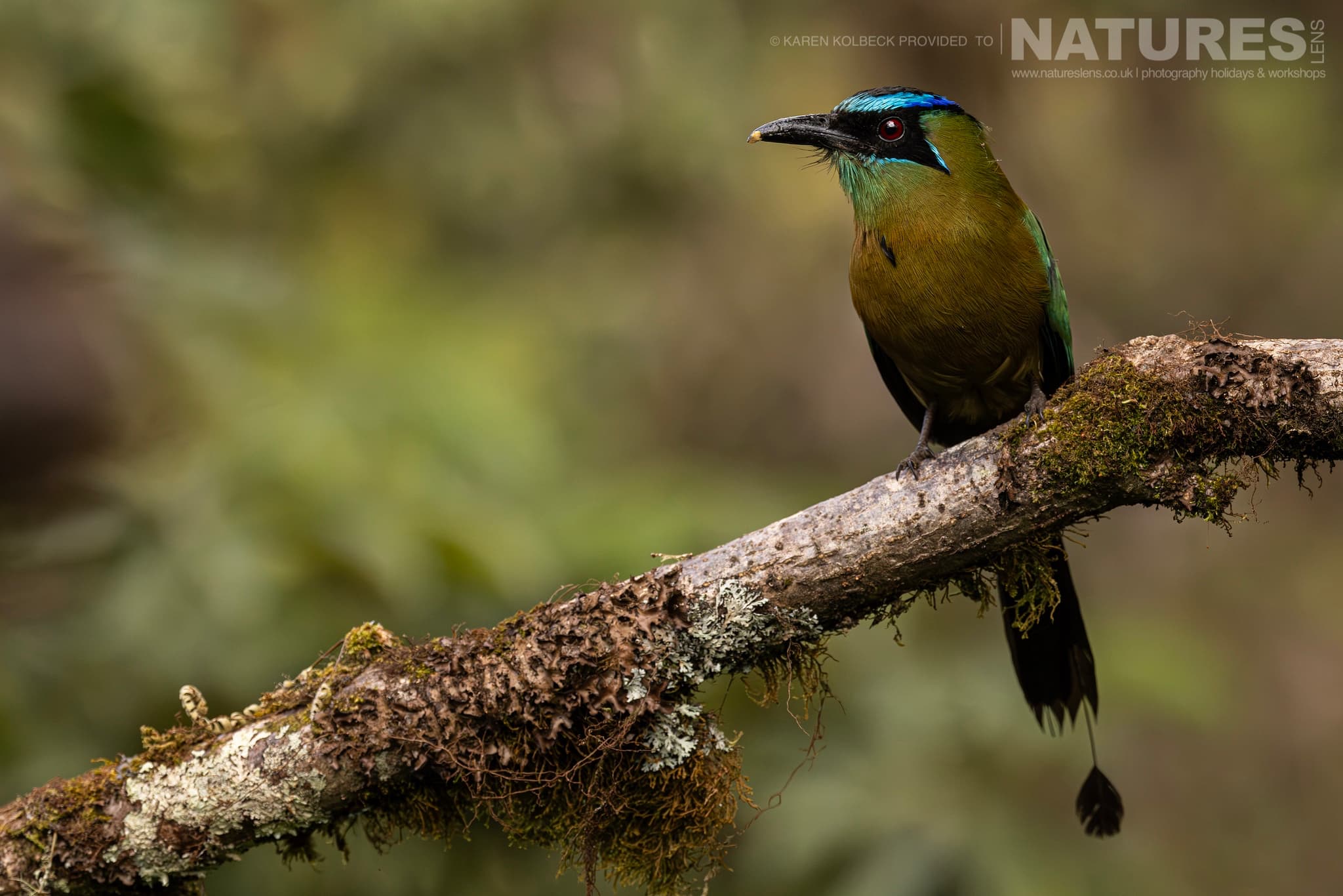 One Of The Many Species That Were Photographed By Karen Folbeck During Our 2024 Costa Rican Wildlife Photography Holiday 23 One Of The Many Species That Were Photographed By Karen Folbeck During Our 2024 Costa Rican Wildlife Photography Holiday – 23