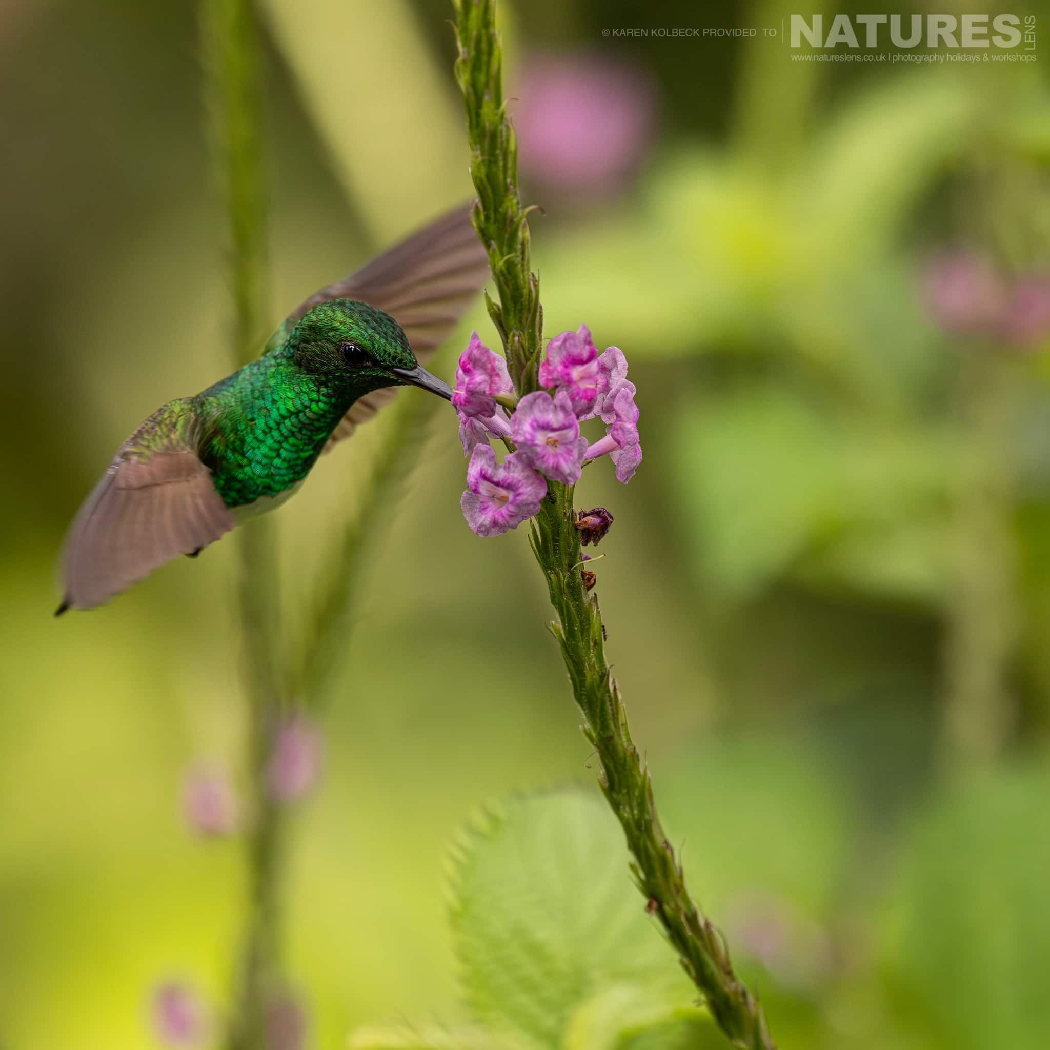 One Of The Many Species That Were Photographed By Karen Folbeck During Our 2024 Costa Rican Wildlife Photography Holiday 24 One Of The Many Species That Were Photographed By Karen Folbeck During Our 2024 Costa Rican Wildlife Photography Holiday – 24