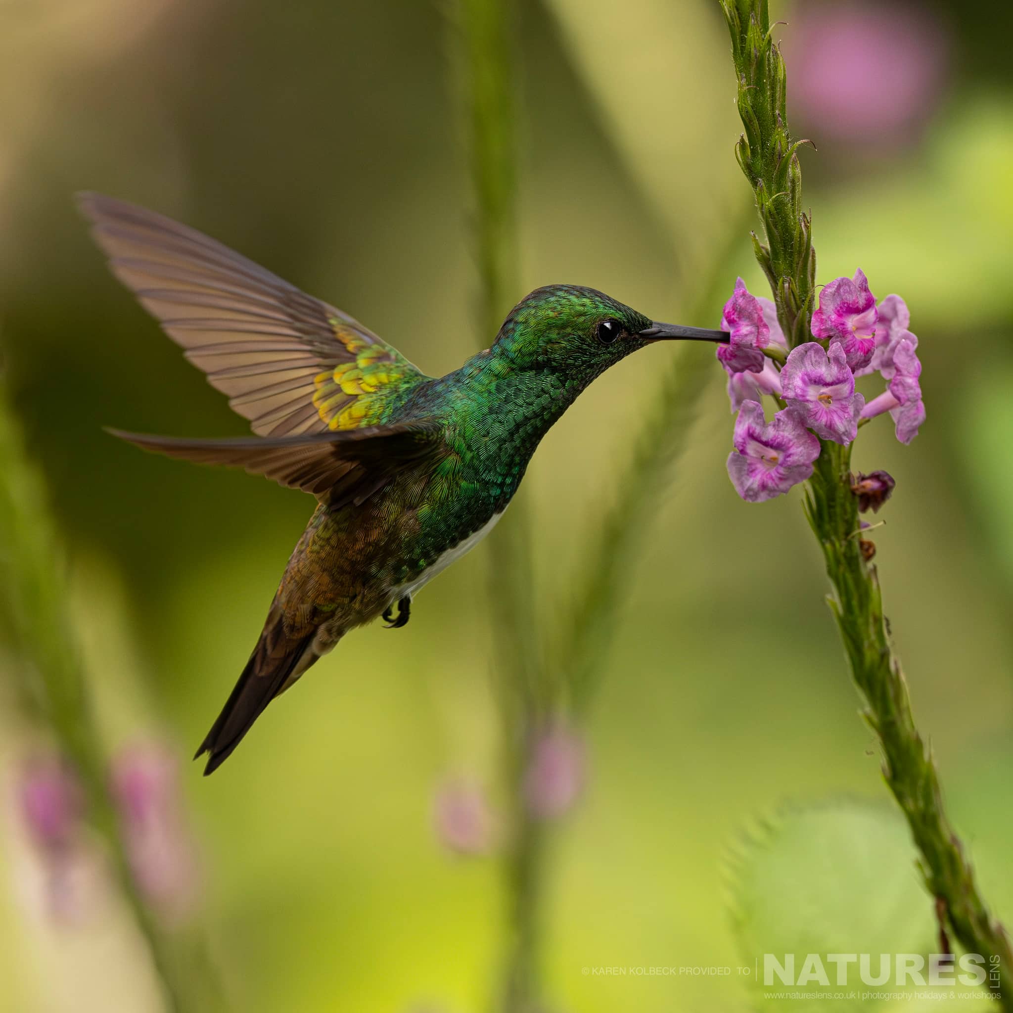 One Of The Many Species That Were Photographed By Karen Folbeck During Our 2024 Costa Rican Wildlife Photography Holiday 25 One Of The Many Species That Were Photographed By Karen Folbeck During Our 2024 Costa Rican Wildlife Photography Holiday – 25