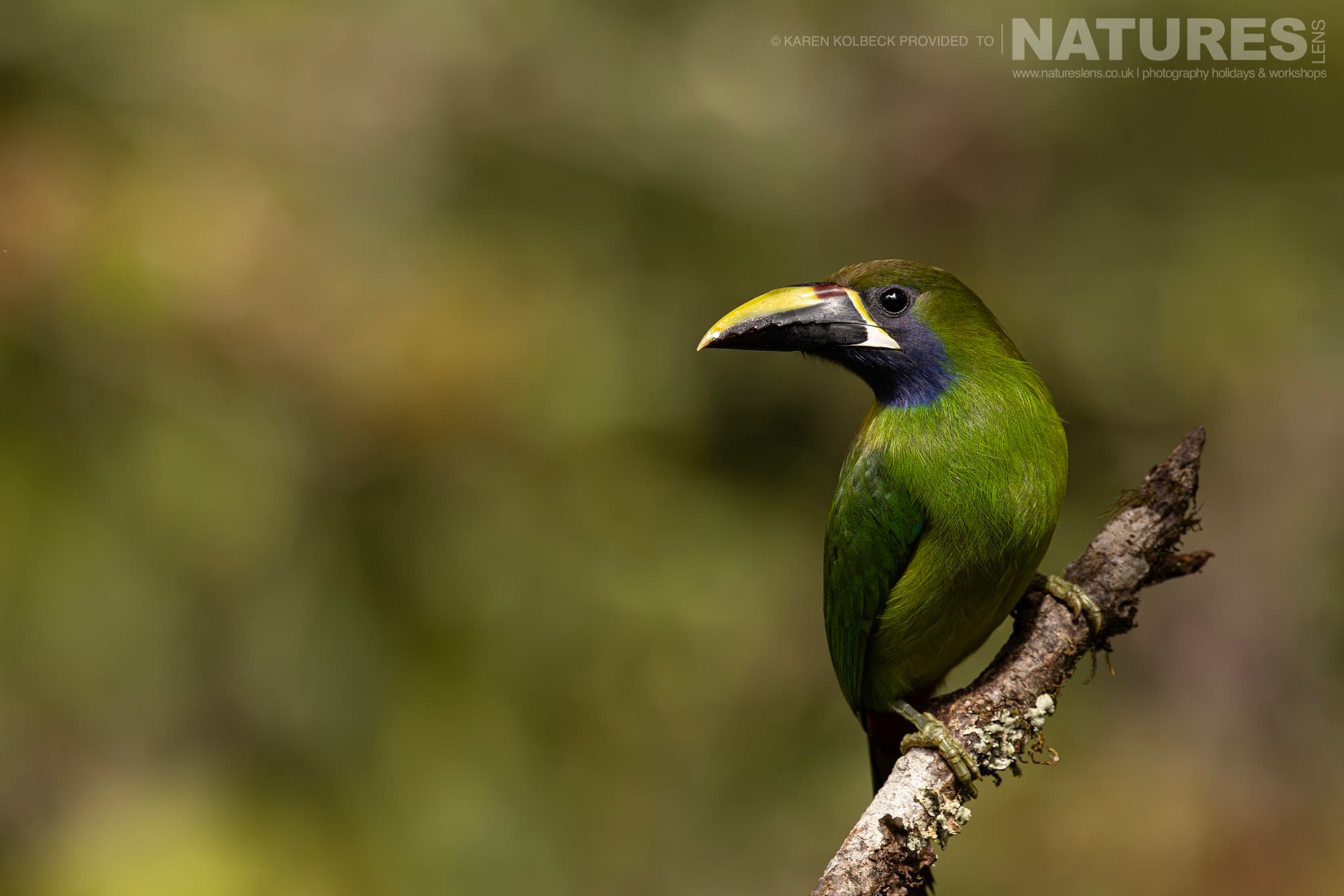 One Of The Many Species That Were Photographed By Karen Folbeck During Our 2024 Costa Rican Wildlife Photography Holiday 26 One Of The Many Species That Were Photographed By Karen Folbeck During Our 2024 Costa Rican Wildlife Photography Holiday – 26