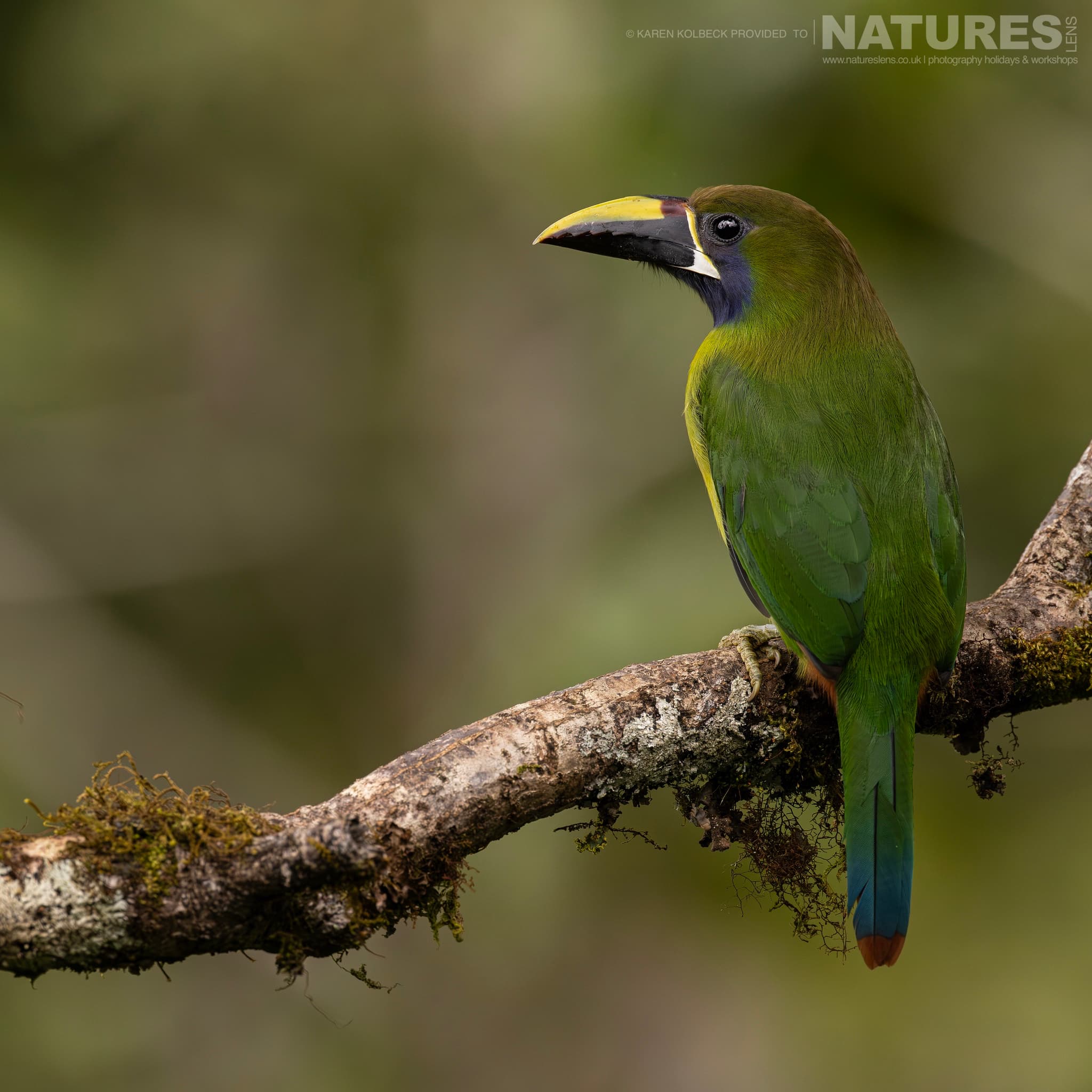 One Of The Many Species That Were Photographed By Karen Folbeck During Our 2024 Costa Rican Wildlife Photography Holiday 27 One Of The Many Species That Were Photographed By Karen Folbeck During Our 2024 Costa Rican Wildlife Photography Holiday – 27