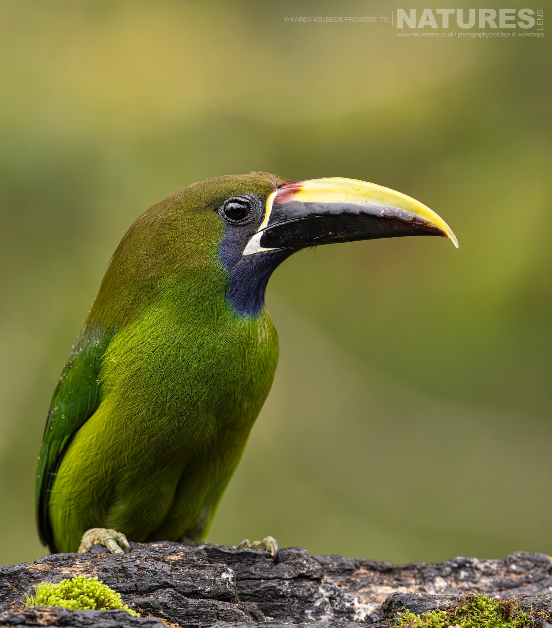 One Of The Many Species That Were Photographed By Karen Folbeck During Our 2024 Costa Rican Wildlife Photography Holiday 28 One Of The Many Species That Were Photographed By Karen Folbeck During Our 2024 Costa Rican Wildlife Photography Holiday – 28