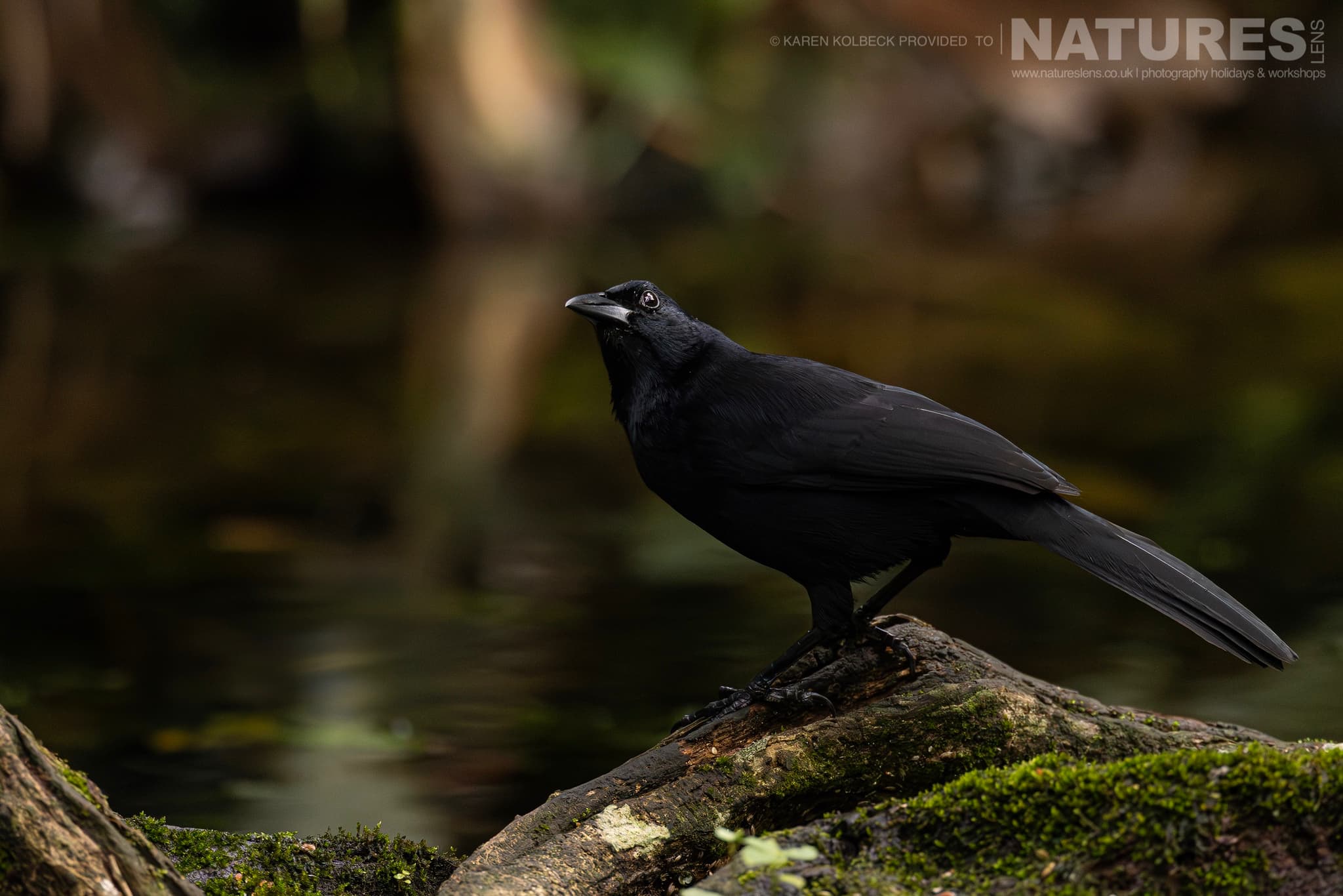 One Of The Many Species That Were Photographed By Karen Folbeck During Our 2024 Costa Rican Wildlife Photography Holiday 29 One Of The Many Species That Were Photographed By Karen Folbeck During Our 2024 Costa Rican Wildlife Photography Holiday – 29