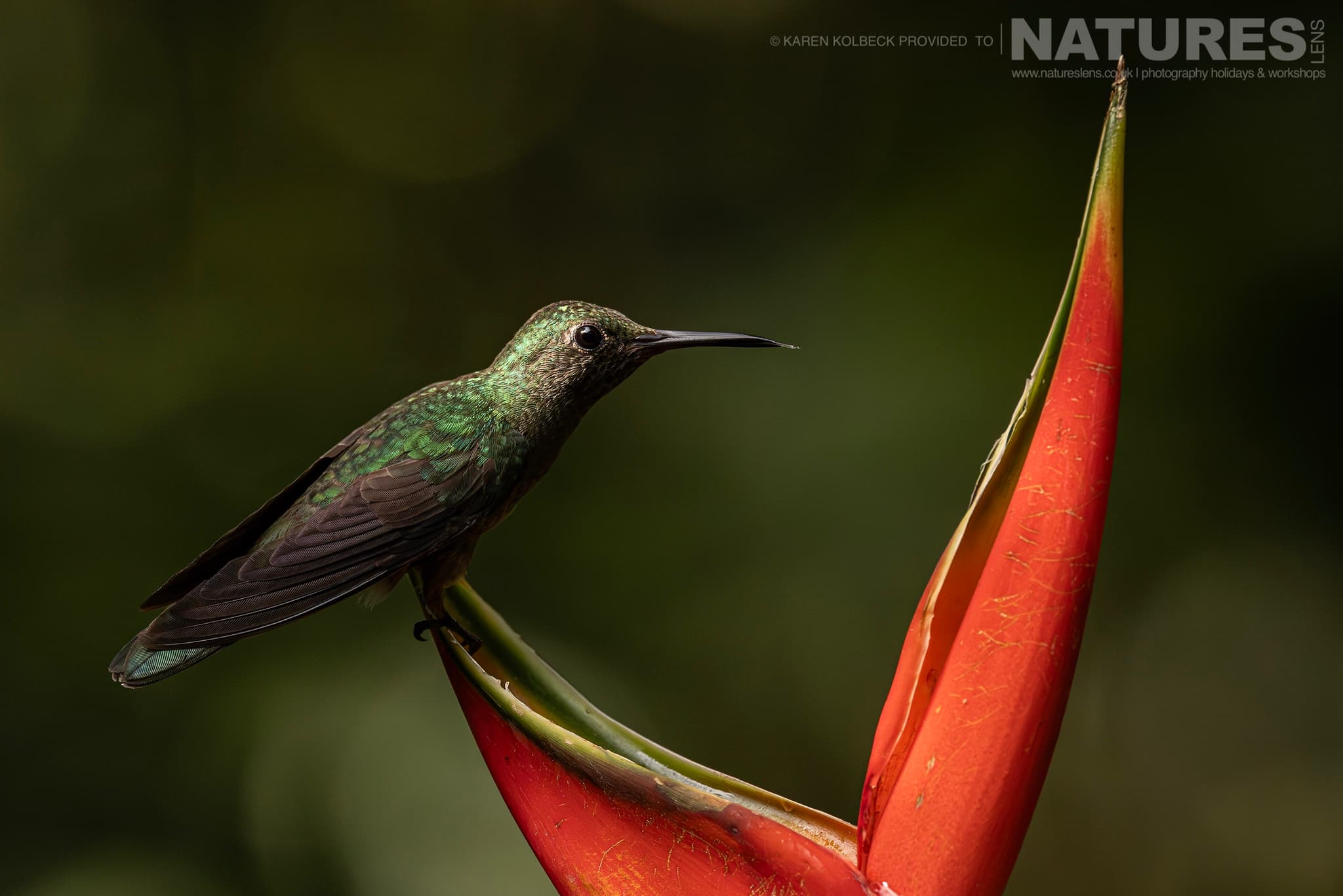 One Of The Many Species That Were Photographed By Karen Folbeck During Our 2024 Costa Rican Wildlife Photography Holiday 30 One Of The Many Species That Were Photographed By Karen Folbeck During Our 2024 Costa Rican Wildlife Photography Holiday – 30