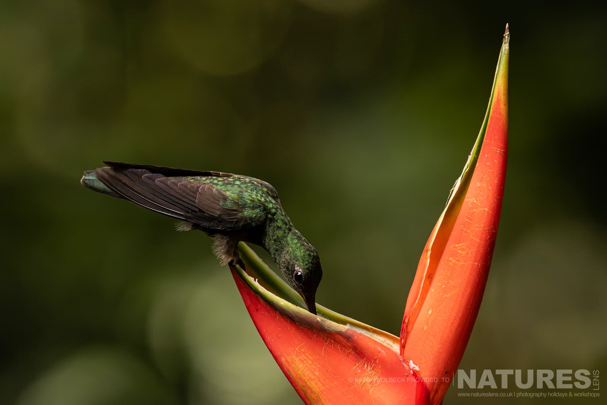 One Of The Many Species That Were Photographed By Karen Folbeck During Our 2024 Costa Rican Wildlife Photography Holiday 31 One Of The Many Species That Were Photographed By Karen Folbeck During Our 2024 Costa Rican Wildlife Photography Holiday – 31