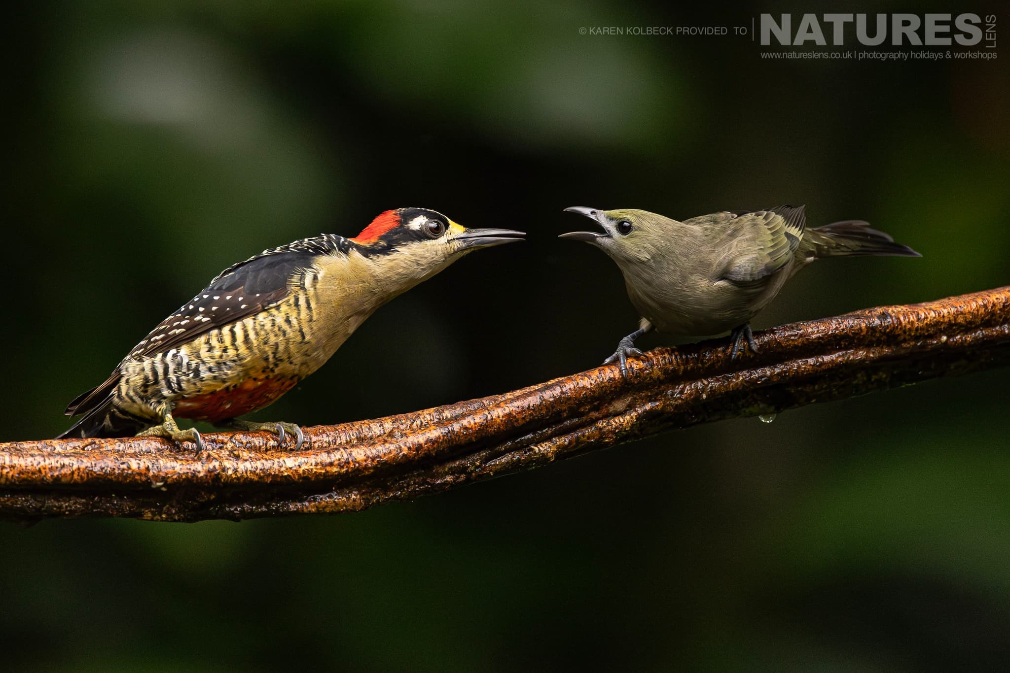 One Of The Many Species That Were Photographed By Karen Folbeck During Our 2024 Costa Rican Wildlife Photography Holiday 32 One Of The Many Species That Were Photographed By Karen Folbeck During Our 2024 Costa Rican Wildlife Photography Holiday – 32
