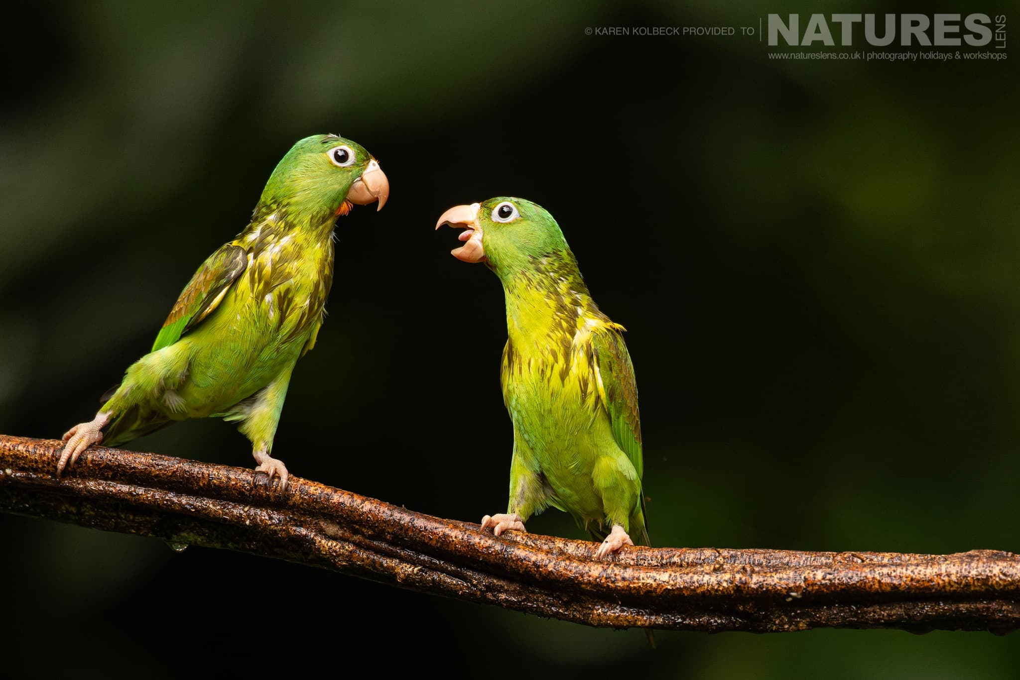 One Of The Many Species That Were Photographed By Karen Folbeck During Our 2024 Costa Rican Wildlife Photography Holiday 33 One Of The Many Species That Were Photographed By Karen Folbeck During Our 2024 Costa Rican Wildlife Photography Holiday – 33