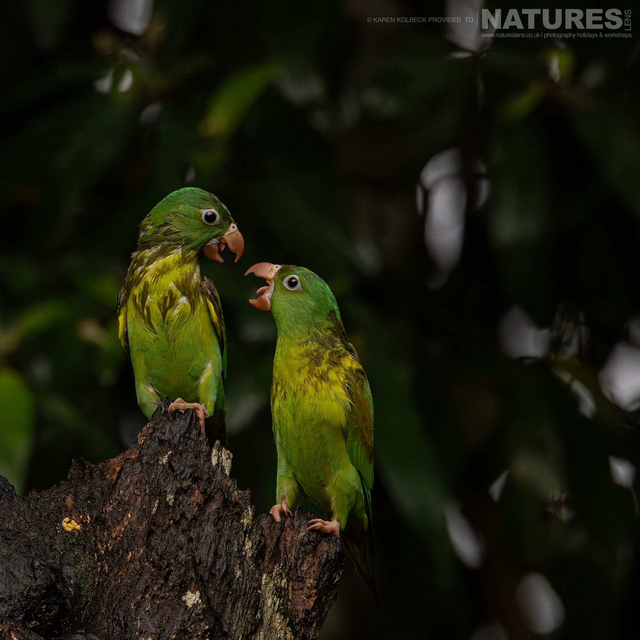 One Of The Many Species That Were Photographed By Karen Folbeck During Our 2024 Costa Rican Wildlife Photography Holiday 34 One Of The Many Species That Were Photographed By Karen Folbeck During Our 2024 Costa Rican Wildlife Photography Holiday – 34