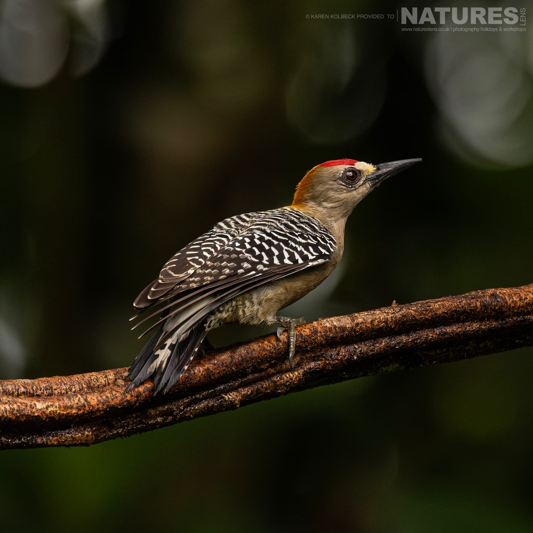 One Of The Many Species That Were Photographed By Karen Folbeck During Our 2024 Costa Rican Wildlife Photography Holiday 35 One Of The Many Species That Were Photographed By Karen Folbeck During Our 2024 Costa Rican Wildlife Photography Holiday – 35