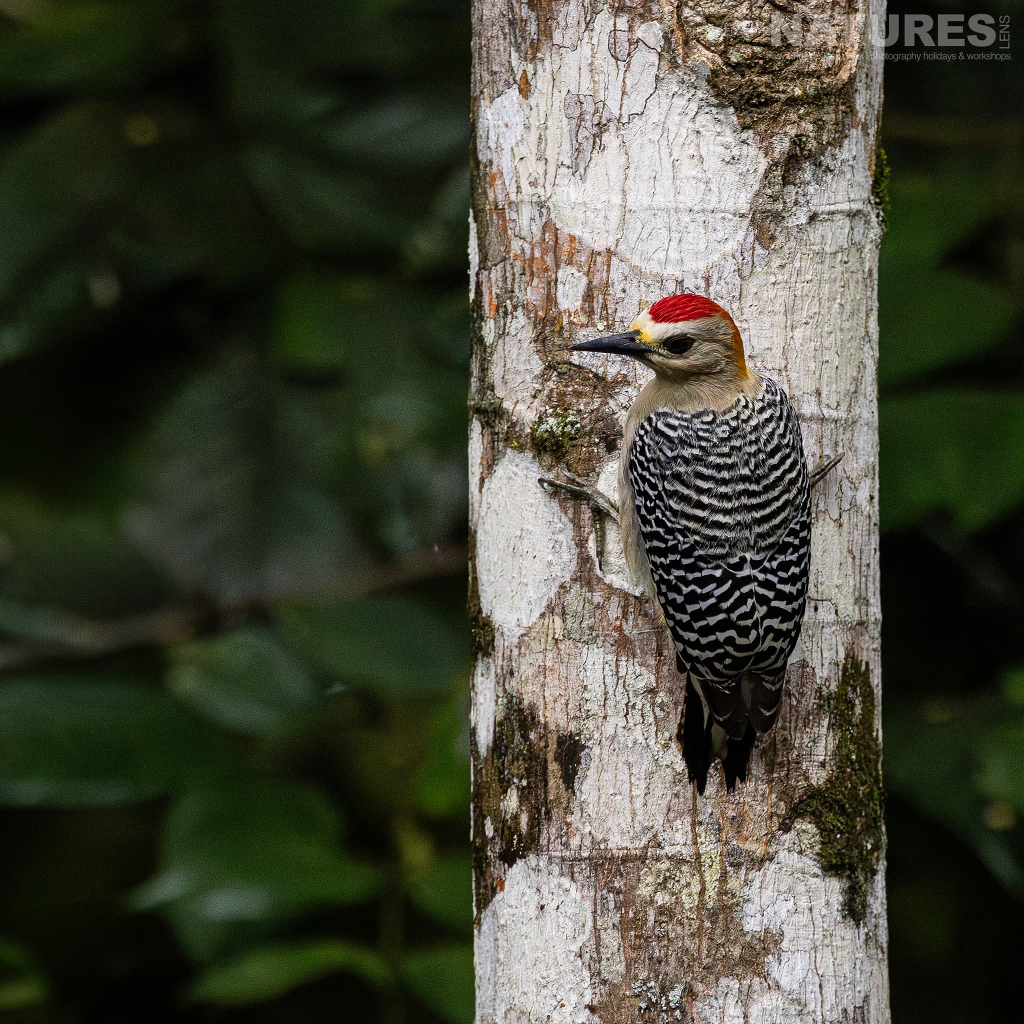 One Of The Many Species That Were Photographed By Karen Folbeck During Our 2024 Costa Rican Wildlife Photography Holiday 36 One Of The Many Species That Were Photographed By Karen Folbeck During Our 2024 Costa Rican Wildlife Photography Holiday – 36