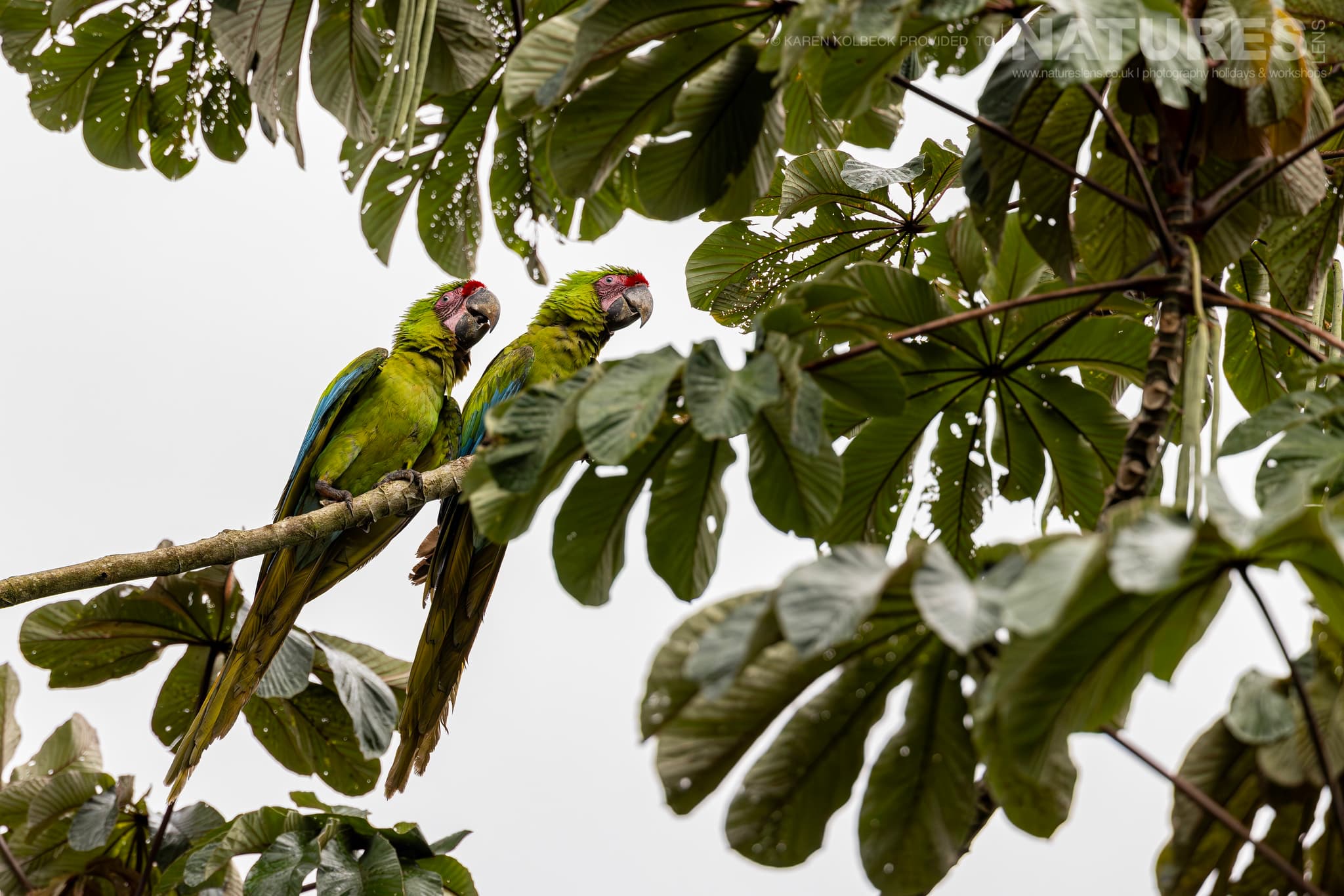 One Of The Many Species That Were Photographed By Karen Folbeck During Our 2024 Costa Rican Wildlife Photography Holiday 37 One Of The Many Species That Were Photographed By Karen Folbeck During Our 2024 Costa Rican Wildlife Photography Holiday – 37