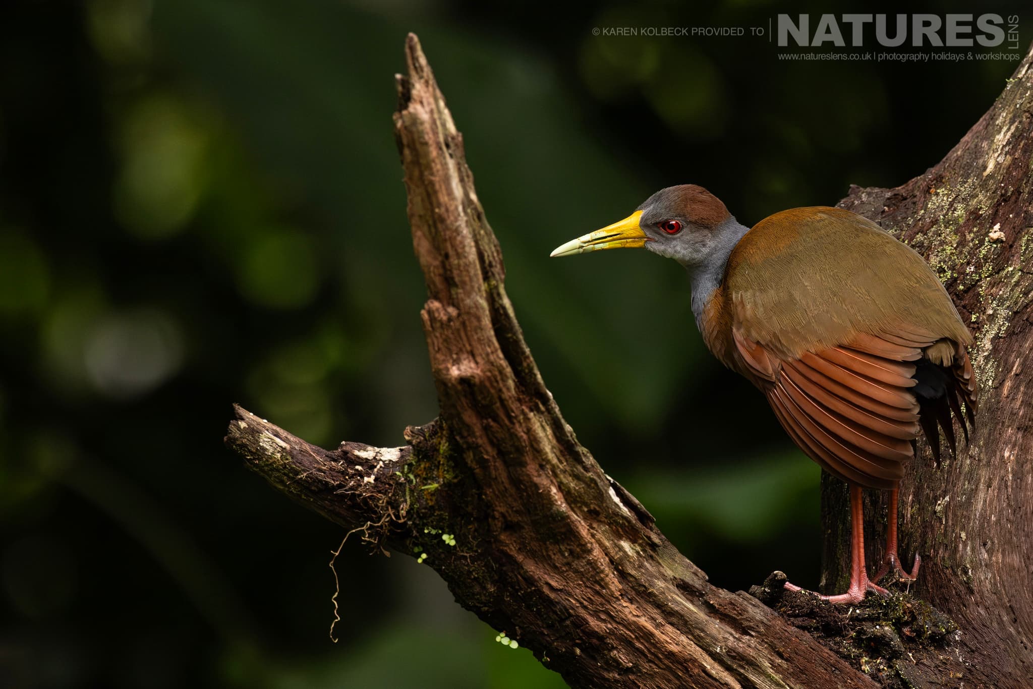 One Of The Many Species That Were Photographed By Karen Folbeck During Our 2024 Costa Rican Wildlife Photography Holiday 38 One Of The Many Species That Were Photographed By Karen Folbeck During Our 2024 Costa Rican Wildlife Photography Holiday – 38