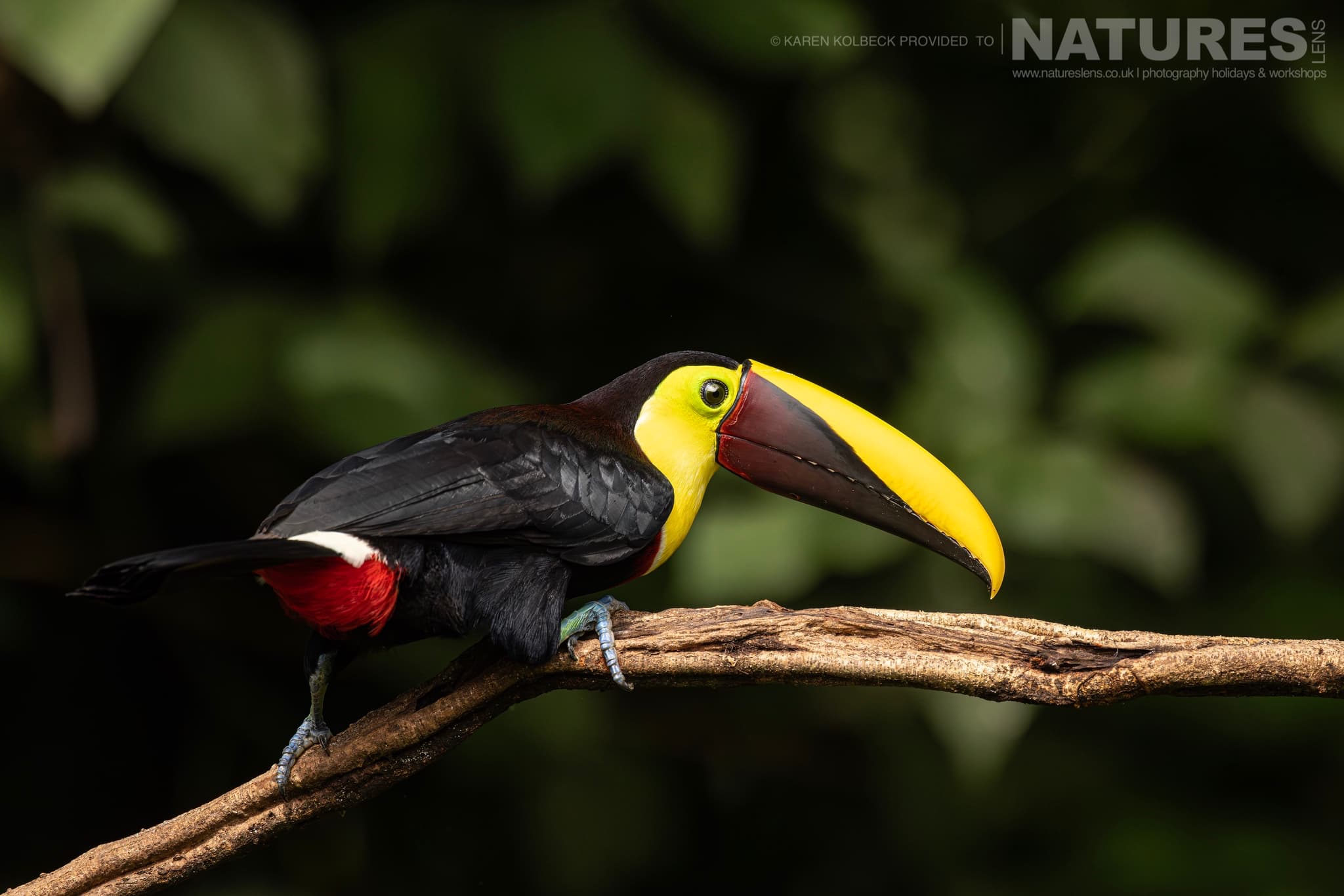 One Of The Many Species That Were Photographed By Karen Folbeck During Our 2024 Costa Rican Wildlife Photography Holiday 39 One Of The Many Species That Were Photographed By Karen Folbeck During Our 2024 Costa Rican Wildlife Photography Holiday – 39