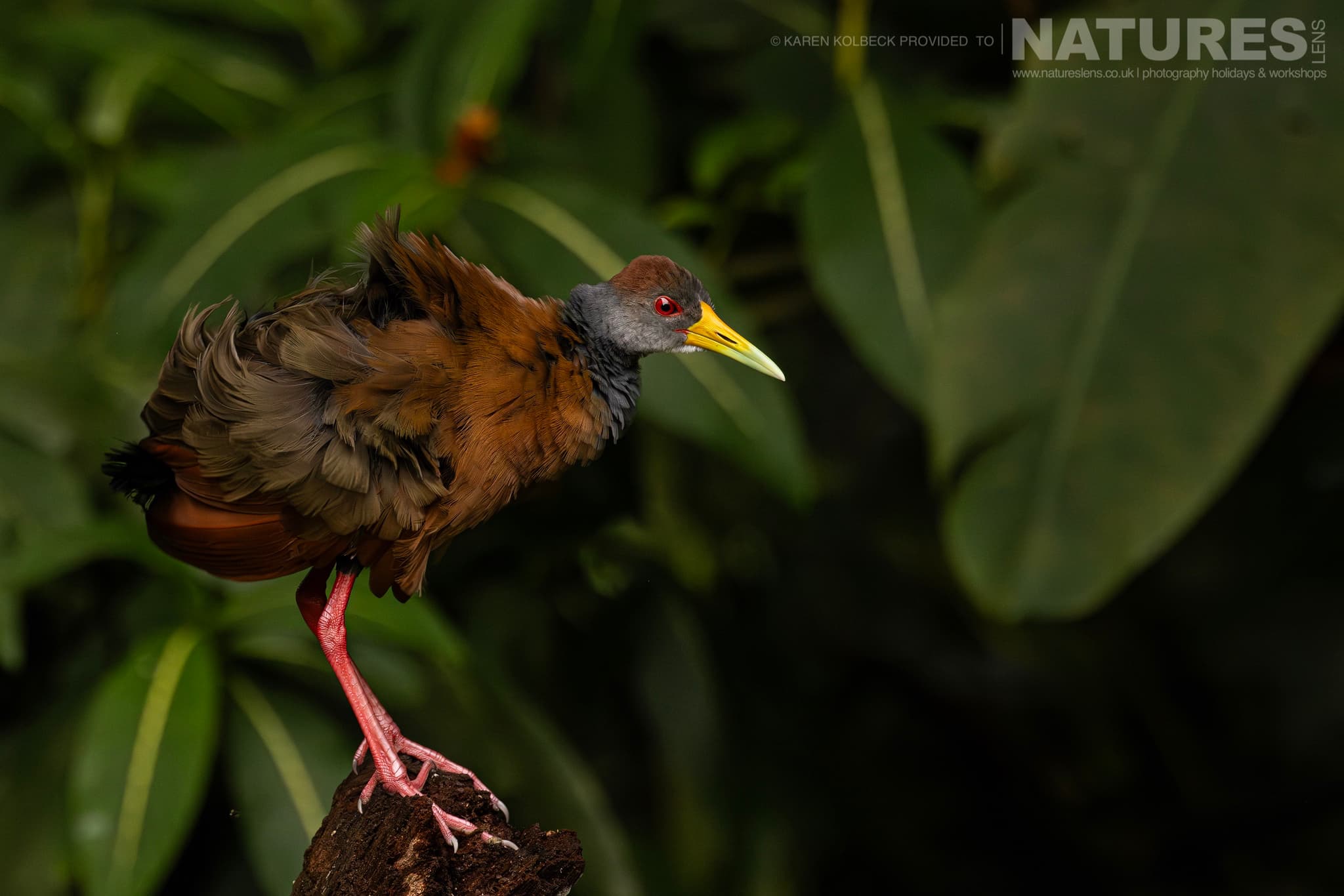 One Of The Many Species That Were Photographed By Karen Folbeck During Our 2024 Costa Rican Wildlife Photography Holiday 40 One Of The Many Species That Were Photographed By Karen Folbeck During Our 2024 Costa Rican Wildlife Photography Holiday – 40