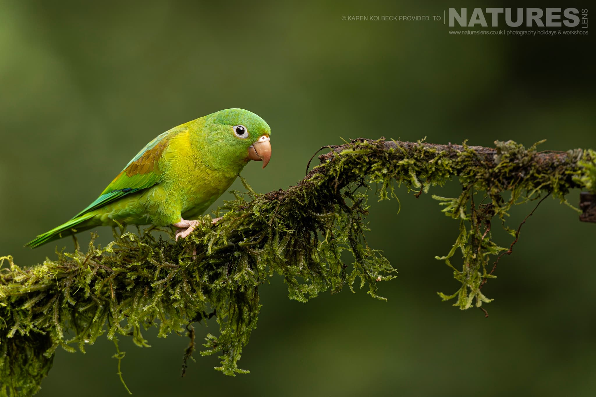 One Of The Many Species That Were Photographed By Karen Folbeck During Our 2024 Costa Rican Wildlife Photography Holiday 41 One Of The Many Species That Were Photographed By Karen Folbeck During Our 2024 Costa Rican Wildlife Photography Holiday – 41