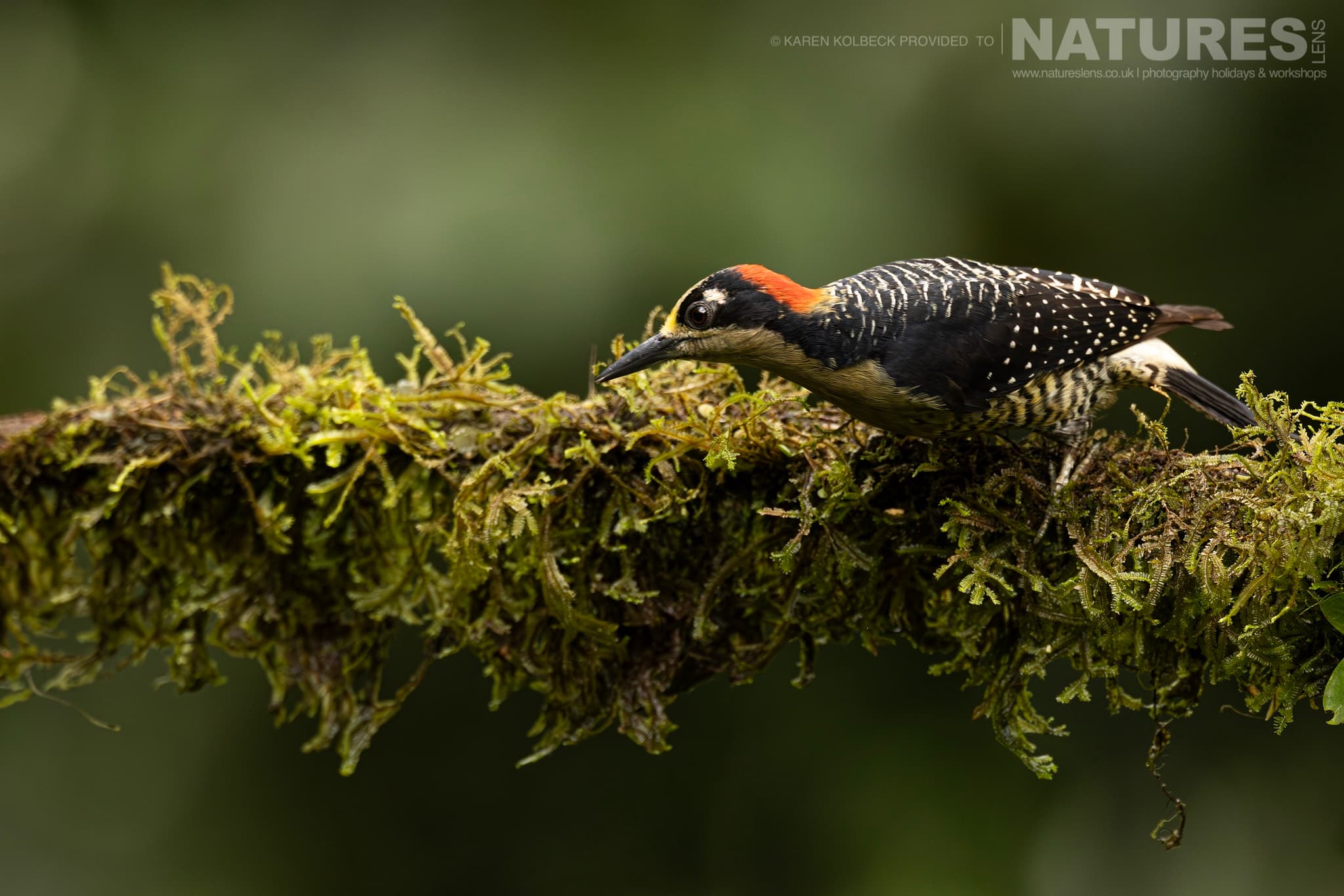 One Of The Many Species That Were Photographed By Karen Folbeck During Our 2024 Costa Rican Wildlife Photography Holiday 43 One Of The Many Species That Were Photographed By Karen Folbeck During Our 2024 Costa Rican Wildlife Photography Holiday – 43