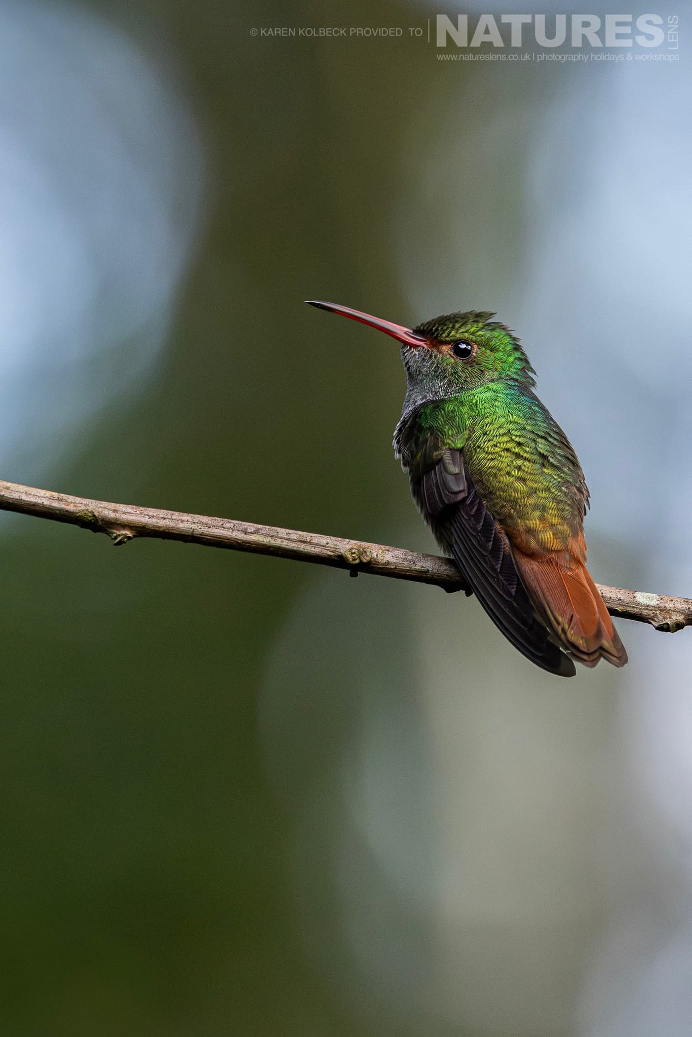 One Of The Many Species That Were Photographed By Karen Folbeck During Our 2024 Costa Rican Wildlife Photography Holiday 44 One Of The Many Species That Were Photographed By Karen Folbeck During Our 2024 Costa Rican Wildlife Photography Holiday – 44