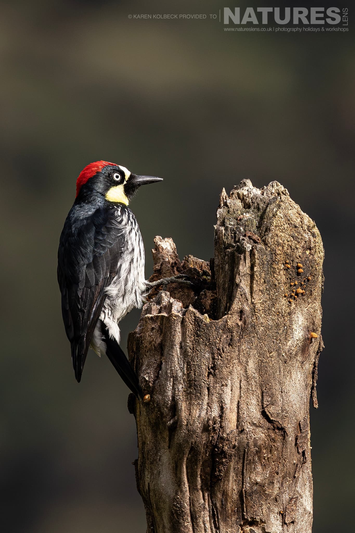 One Of The Many Species That Were Photographed By Karen Folbeck During Our 2024 Costa Rican Wildlife Photography Holiday 46 One Of The Many Species That Were Photographed By Karen Folbeck During Our 2024 Costa Rican Wildlife Photography Holiday – 46