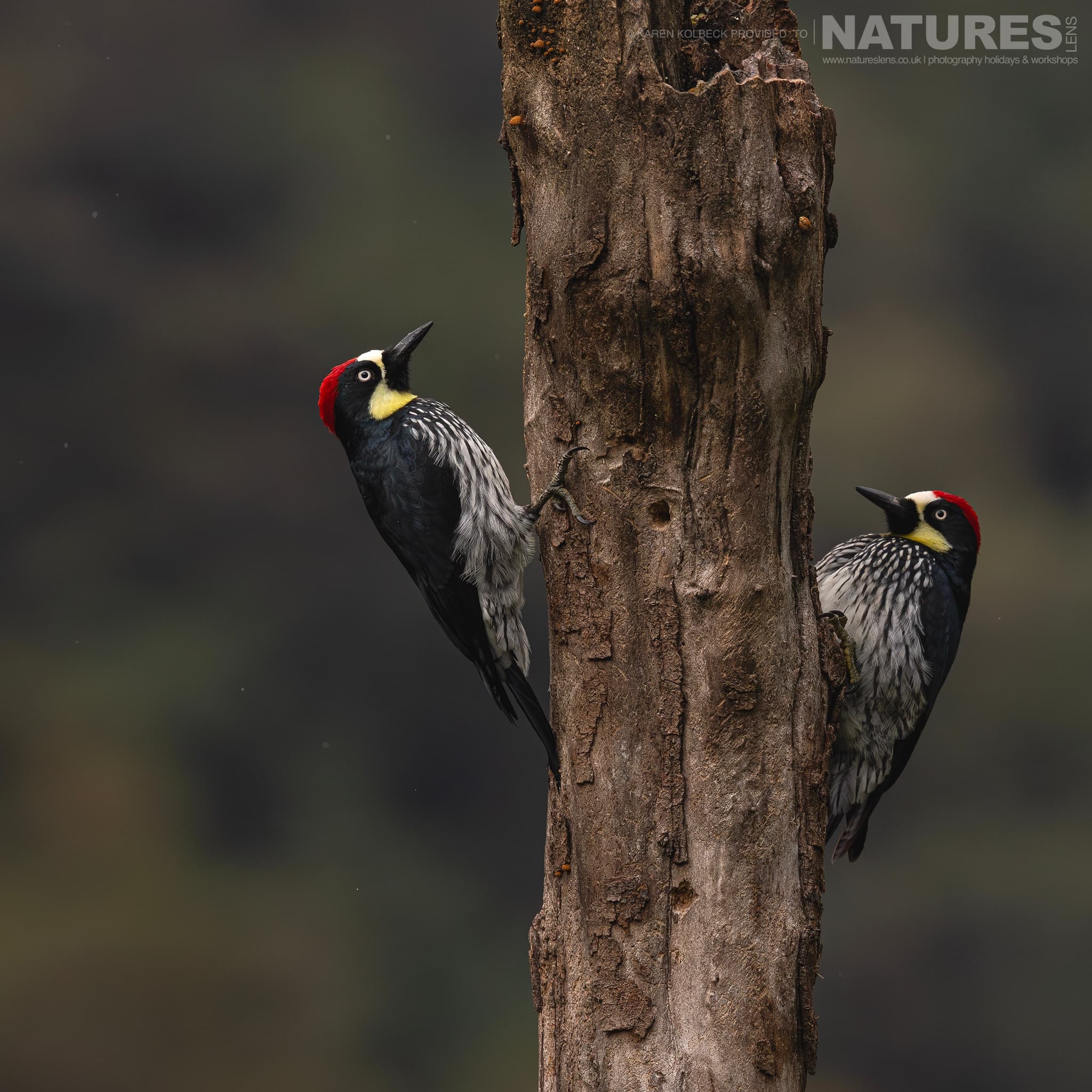 One Of The Many Species That Were Photographed By Karen Folbeck During Our 2024 Costa Rican Wildlife Photography Holiday 47 One Of The Many Species That Were Photographed By Karen Folbeck During Our 2024 Costa Rican Wildlife Photography Holiday – 47