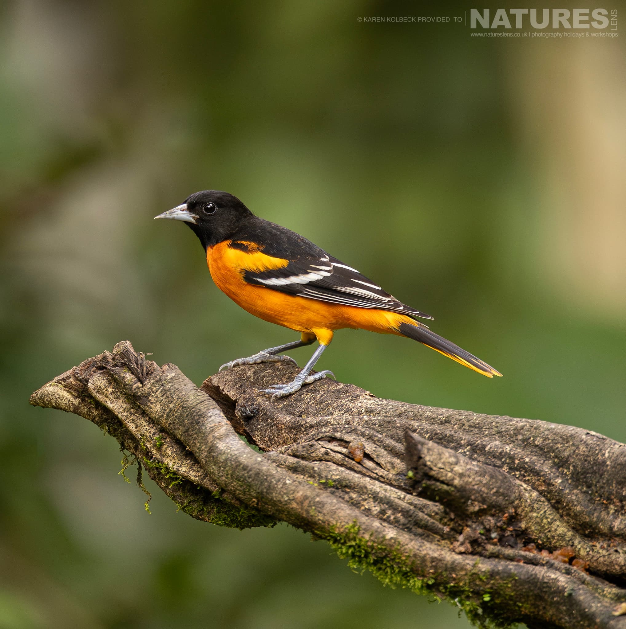 One Of The Many Species That Were Photographed By Karen Folbeck During Our 2024 Costa Rican Wildlife Photography Holiday 48 One Of The Many Species That Were Photographed By Karen Folbeck During Our 2024 Costa Rican Wildlife Photography Holiday – 48
