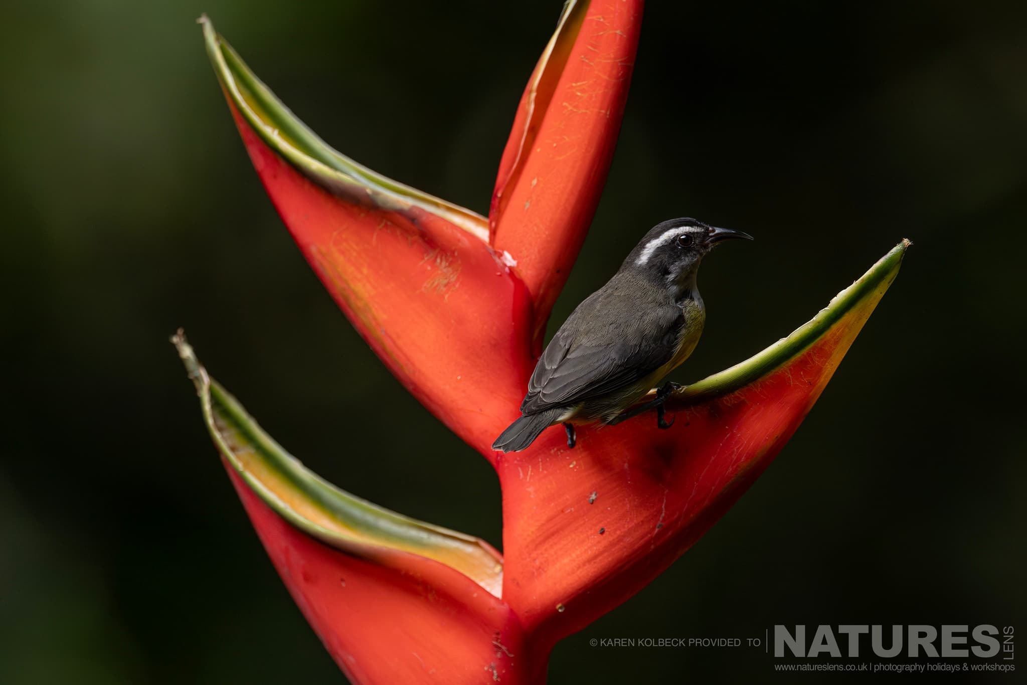 One Of The Many Species That Were Photographed By Karen Folbeck During Our 2024 Costa Rican Wildlife Photography Holiday 49 One Of The Many Species That Were Photographed By Karen Folbeck During Our 2024 Costa Rican Wildlife Photography Holiday – 49