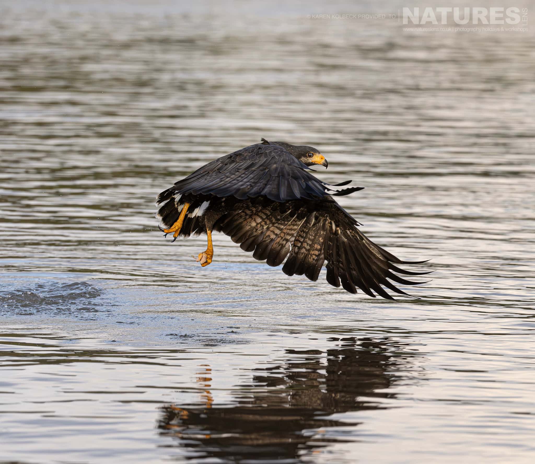 One Of The Many Species That Were Photographed By Karen Folbeck During Our 2024 Costa Rican Wildlife Photography Holiday 50 One Of The Many Species That Were Photographed By Karen Folbeck During Our 2024 Costa Rican Wildlife Photography Holiday – 50