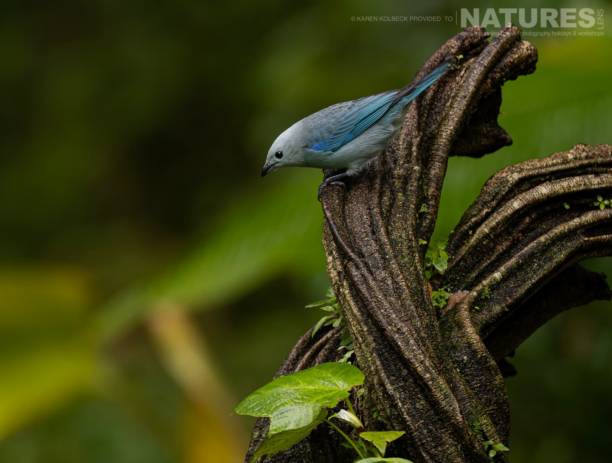 One Of The Many Species That Were Photographed By Karen Folbeck During Our 2024 Costa Rican Wildlife Photography Holiday 51 One Of The Many Species That Were Photographed By Karen Folbeck During Our 2024 Costa Rican Wildlife Photography Holiday – 51