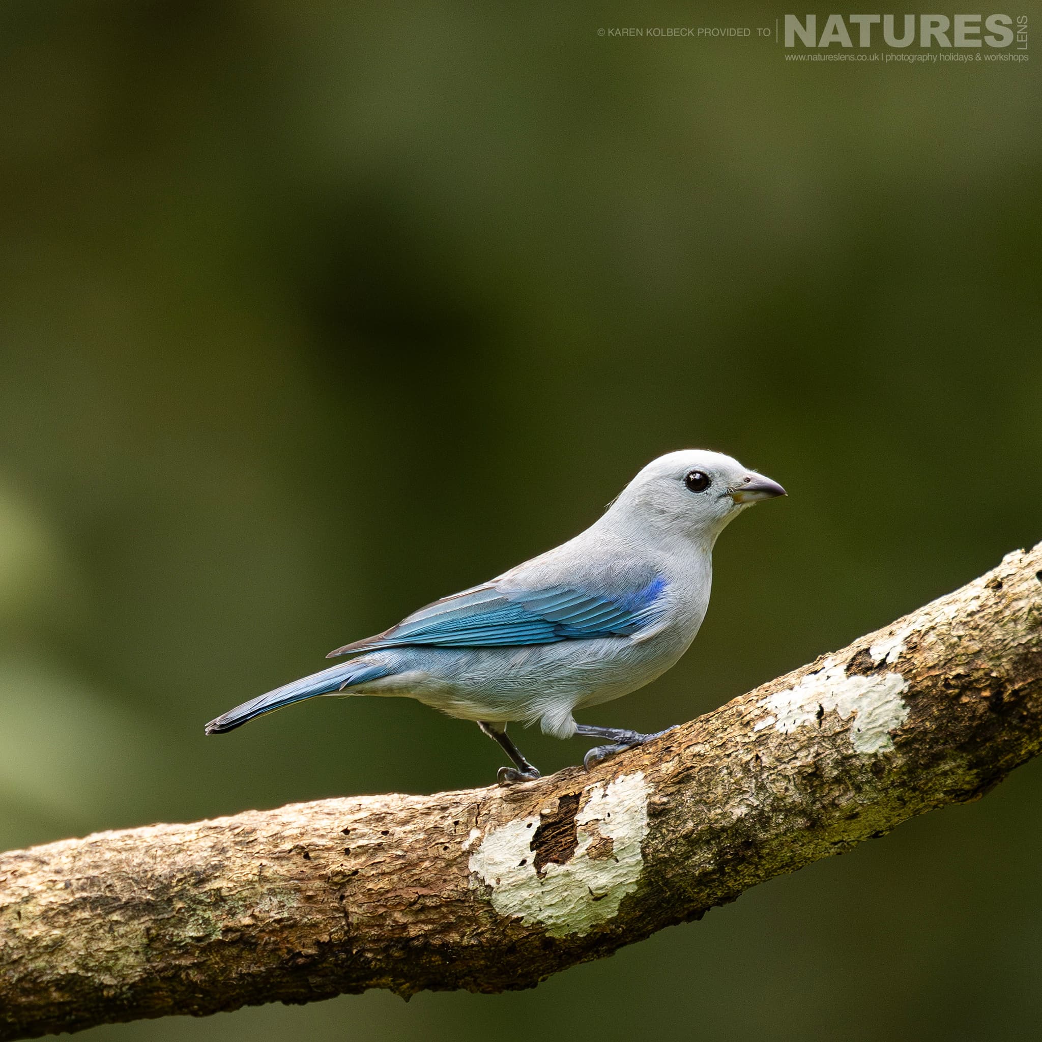 One Of The Many Species That Were Photographed By Karen Folbeck During Our 2024 Costa Rican Wildlife Photography Holiday 52 One Of The Many Species That Were Photographed By Karen Folbeck During Our 2024 Costa Rican Wildlife Photography Holiday – 52