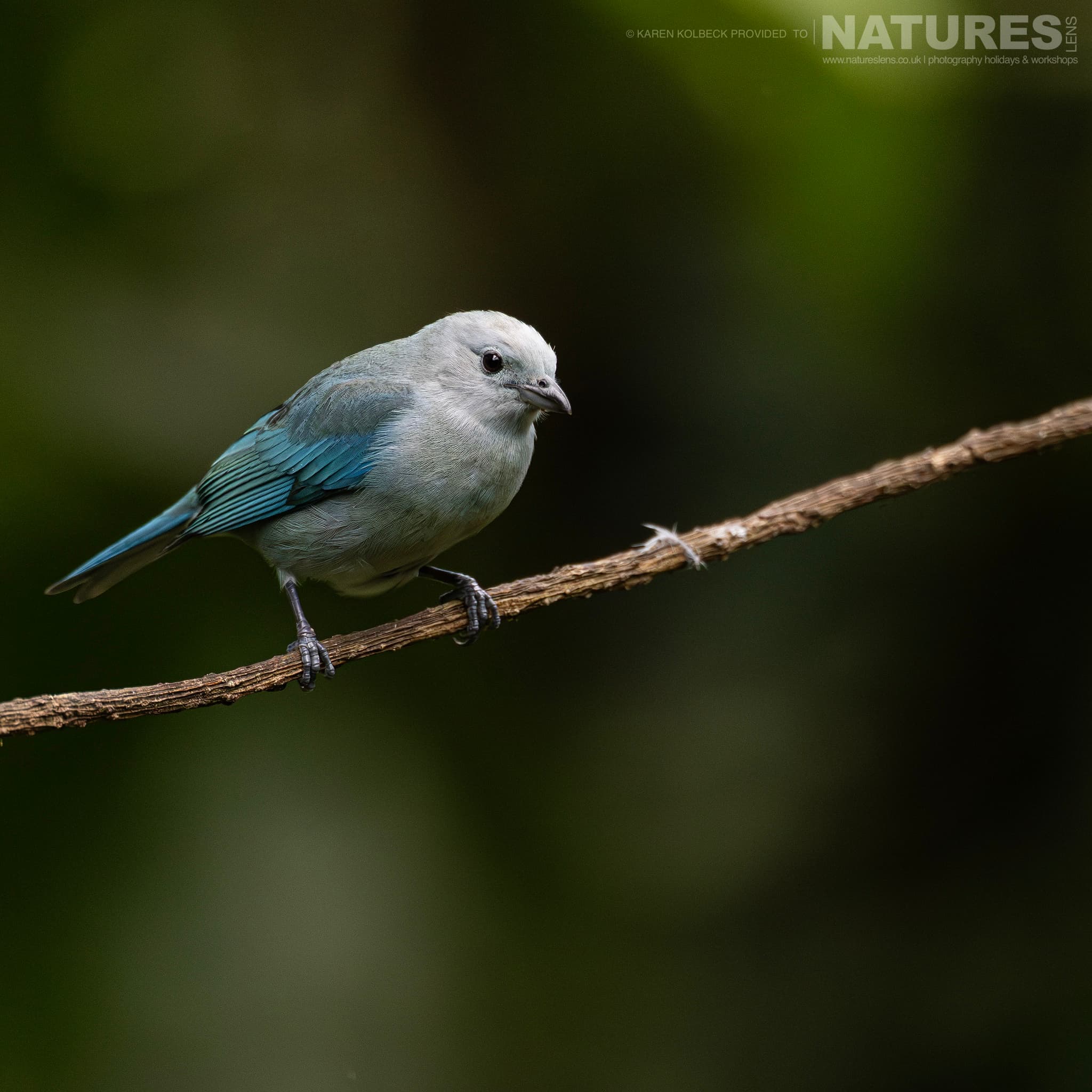 One Of The Many Species That Were Photographed By Karen Folbeck During Our 2024 Costa Rican Wildlife Photography Holiday 53 One Of The Many Species That Were Photographed By Karen Folbeck During Our 2024 Costa Rican Wildlife Photography Holiday – 53