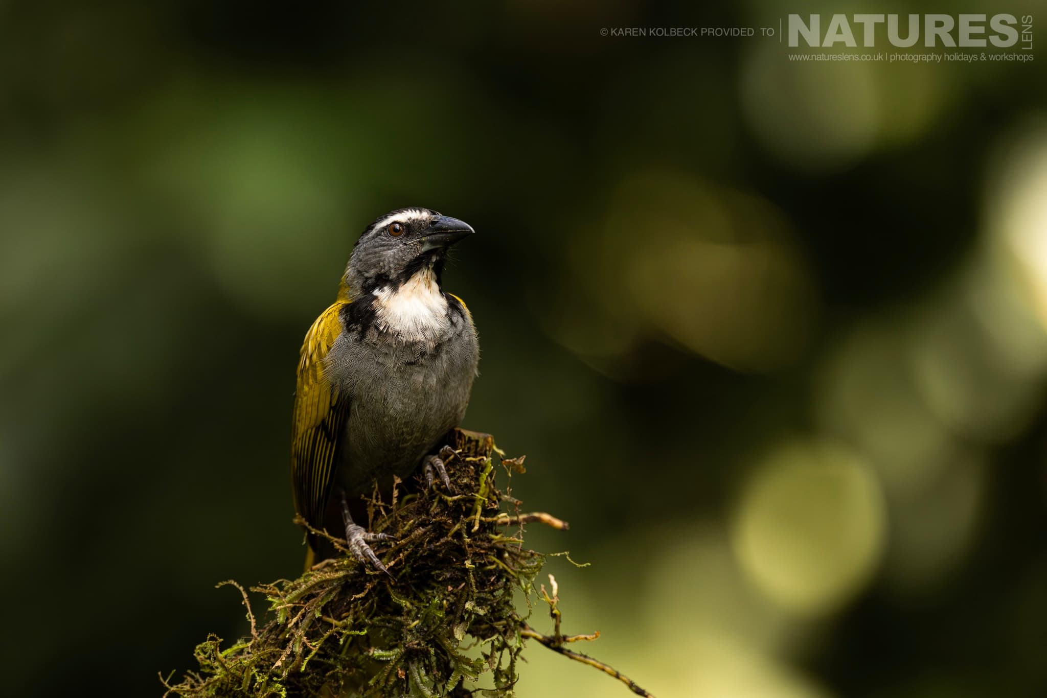 One Of The Many Species That Were Photographed By Karen Folbeck During Our 2024 Costa Rican Wildlife Photography Holiday 54 One Of The Many Species That Were Photographed By Karen Folbeck During Our 2024 Costa Rican Wildlife Photography Holiday – 54