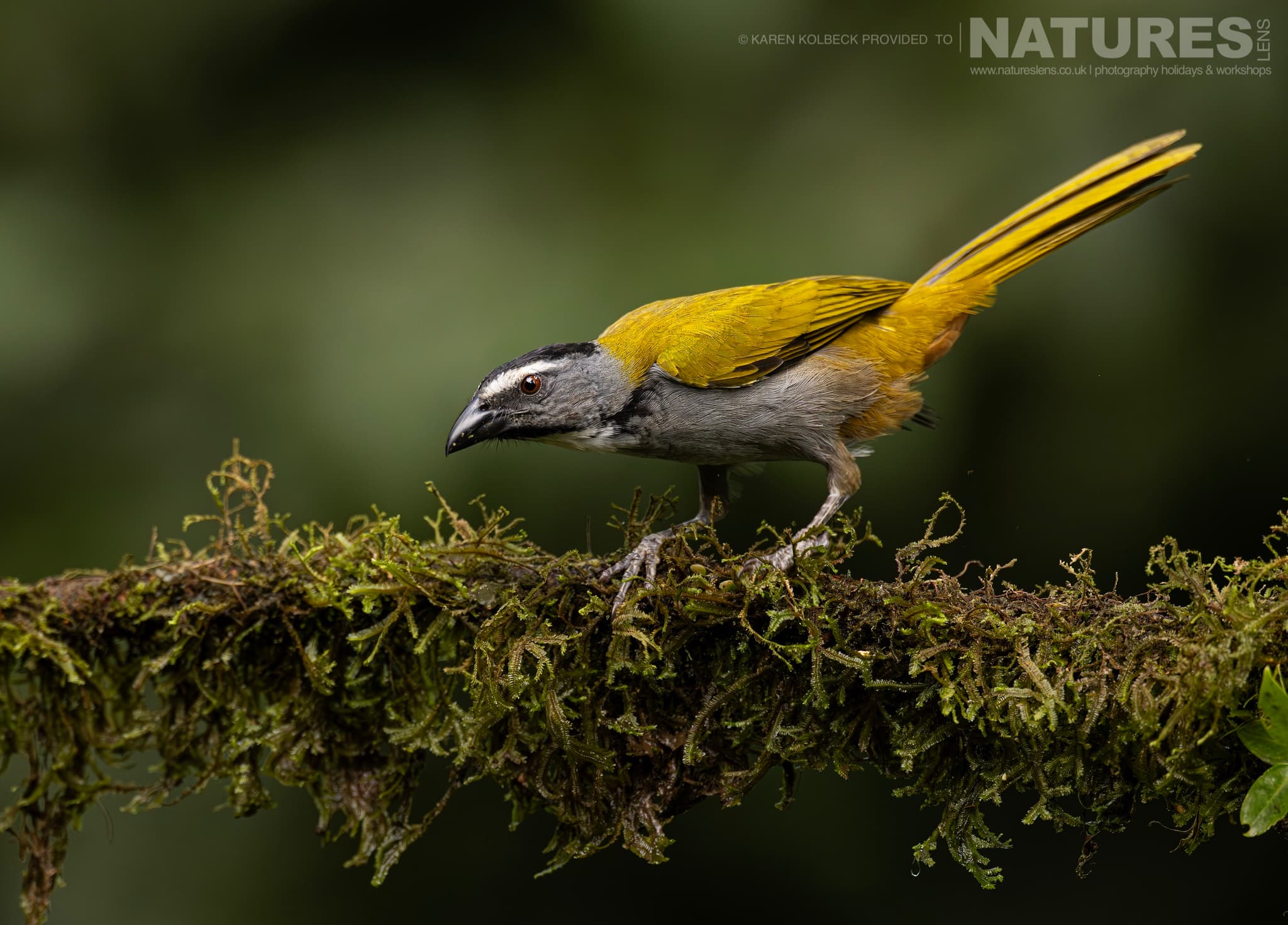 One Of The Many Species That Were Photographed By Karen Folbeck During Our 2024 Costa Rican Wildlife Photography Holiday 55 One Of The Many Species That Were Photographed By Karen Folbeck During Our 2024 Costa Rican Wildlife Photography Holiday – 55