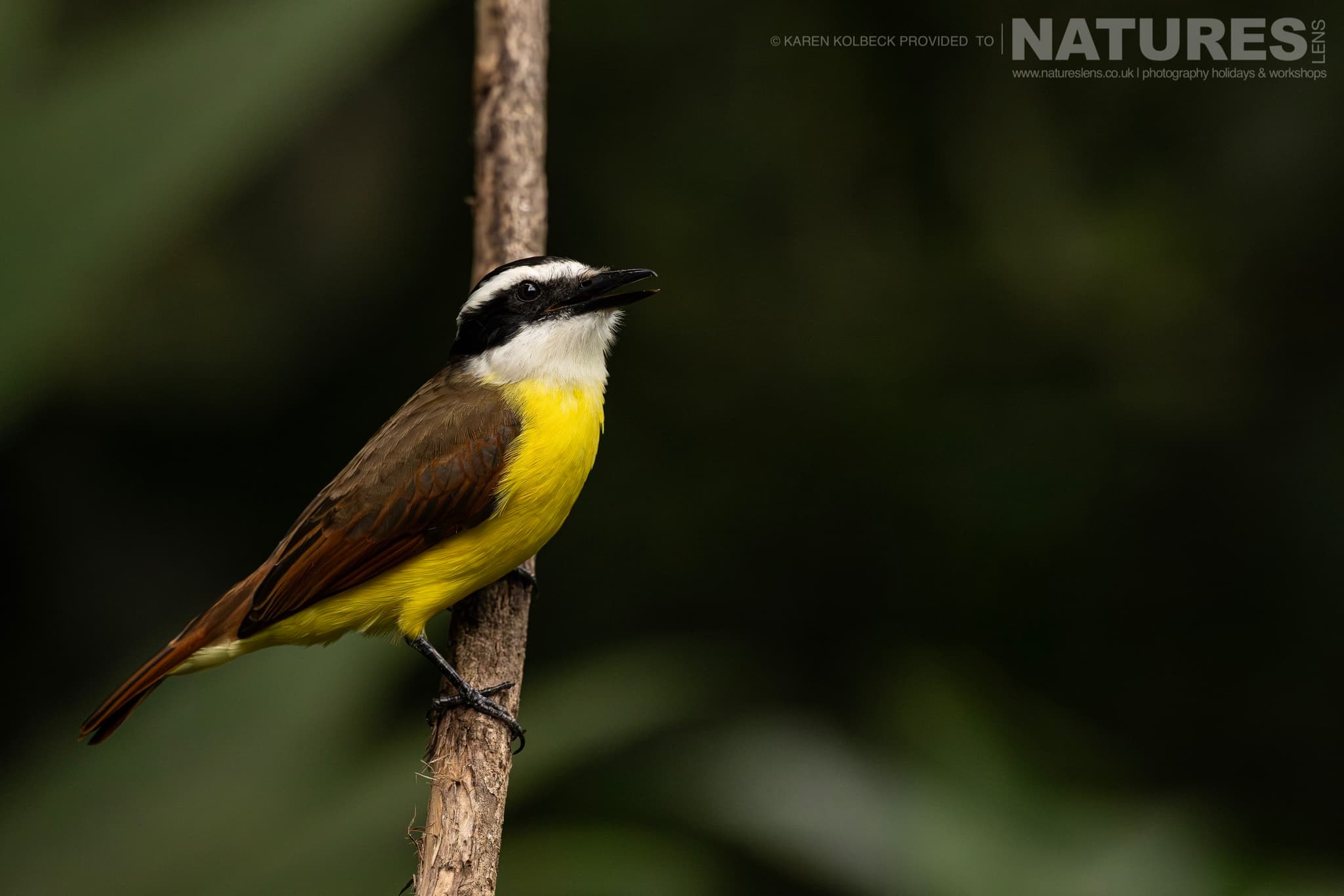 One Of The Many Species That Were Photographed By Karen Folbeck During Our 2024 Costa Rican Wildlife Photography Holiday 56 One Of The Many Species That Were Photographed By Karen Folbeck During Our 2024 Costa Rican Wildlife Photography Holiday – 56