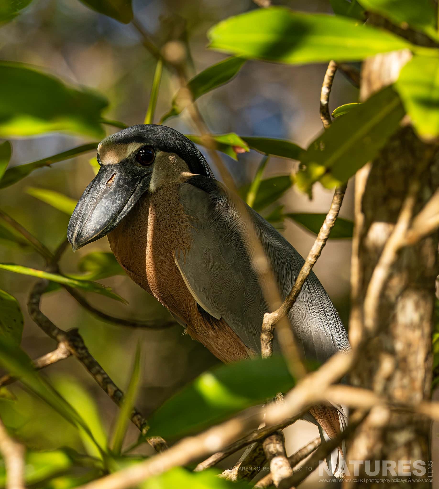 One Of The Many Species That Were Photographed By Karen Folbeck During Our 2024 Costa Rican Wildlife Photography Holiday 57 One Of The Many Species That Were Photographed By Karen Folbeck During Our 2024 Costa Rican Wildlife Photography Holiday – 57