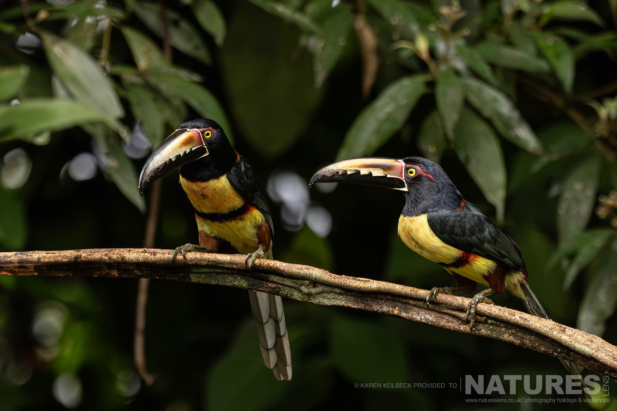 One Of The Many Species That Were Photographed By Karen Folbeck During Our 2024 Costa Rican Wildlife Photography Holiday 58 One Of The Many Species That Were Photographed By Karen Folbeck During Our 2024 Costa Rican Wildlife Photography Holiday – 58