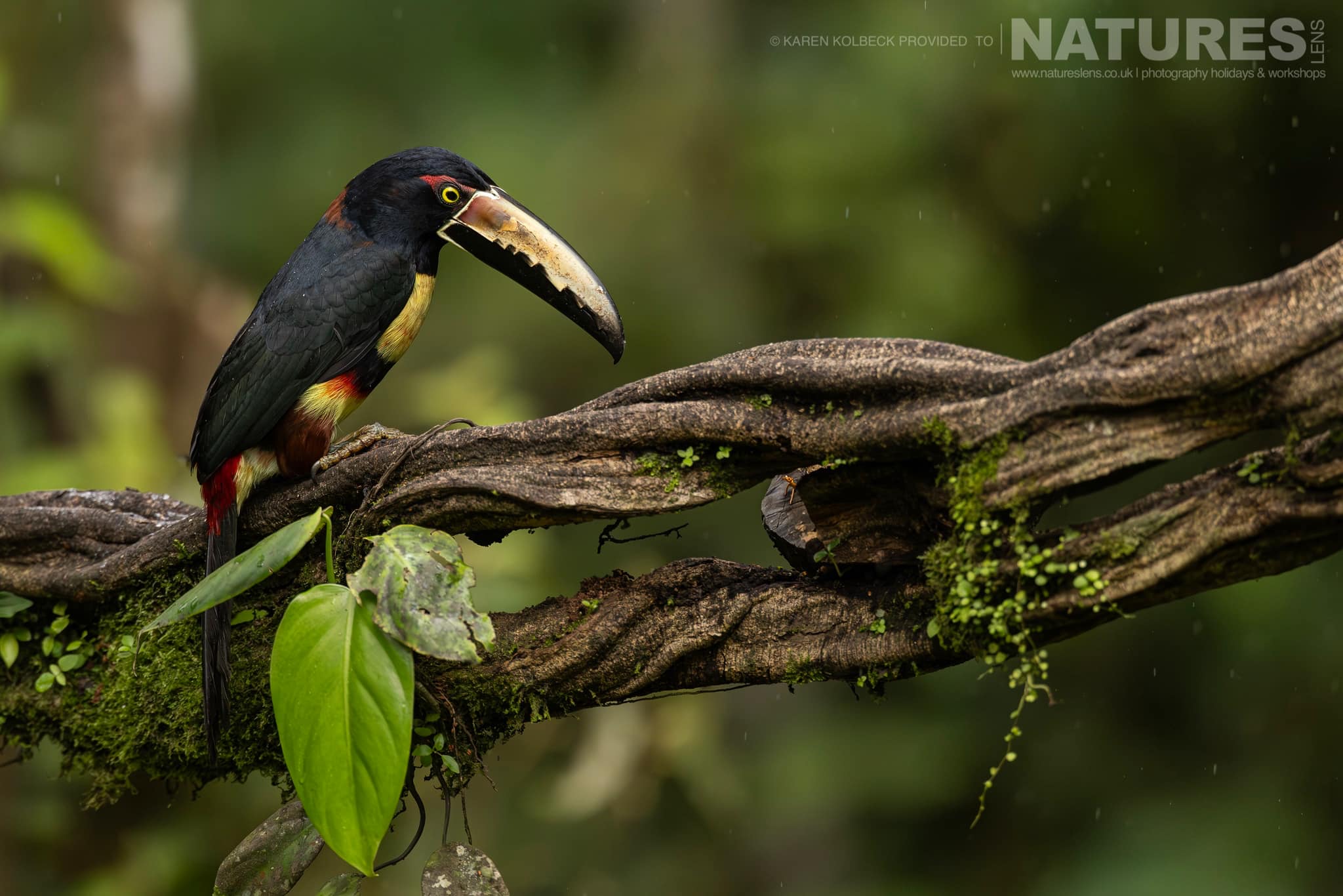 One Of The Many Species That Were Photographed By Karen Folbeck During Our 2024 Costa Rican Wildlife Photography Holiday 59 One Of The Many Species That Were Photographed By Karen Folbeck During Our 2024 Costa Rican Wildlife Photography Holiday – 59