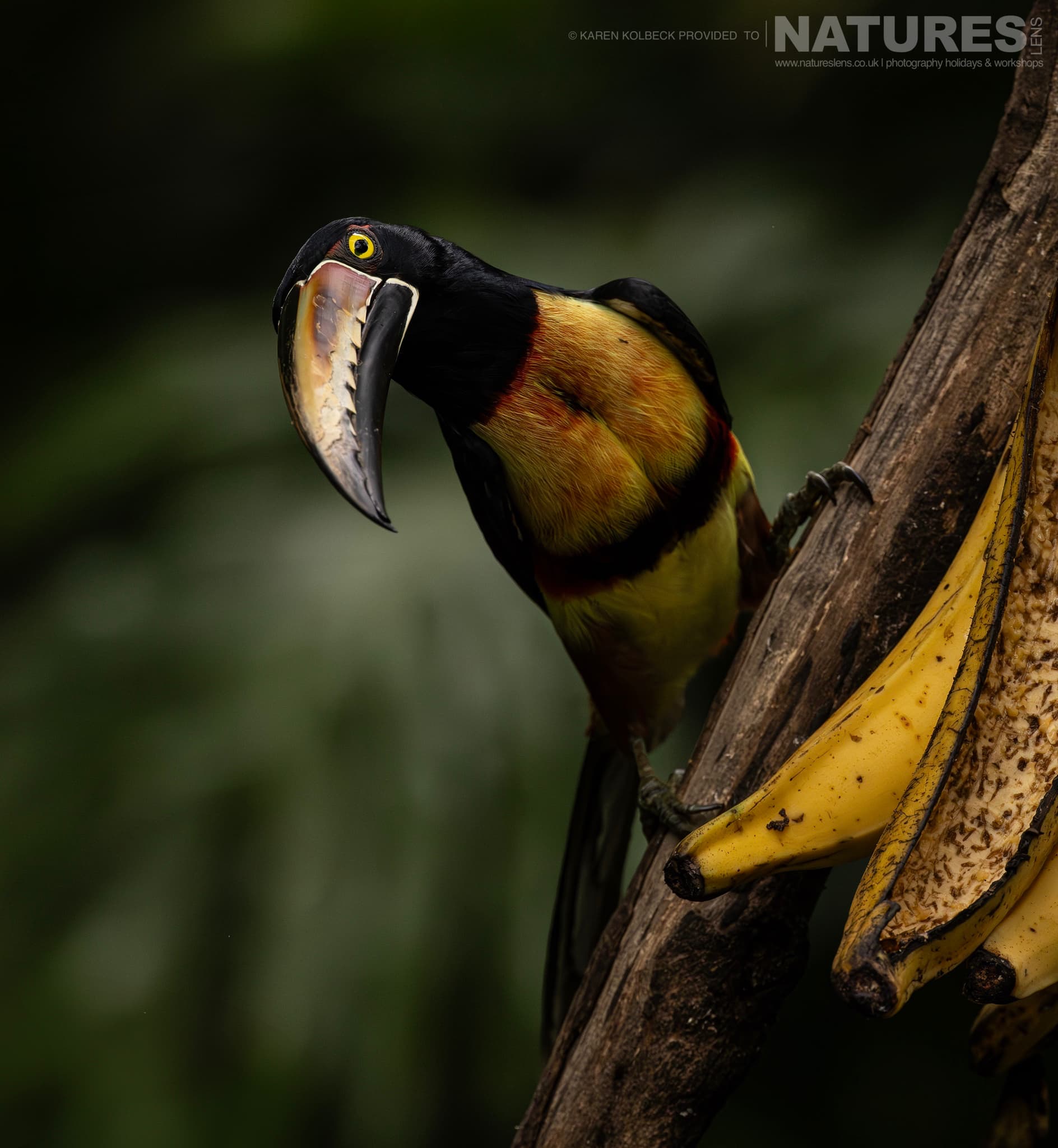 One Of The Many Species That Were Photographed By Karen Folbeck During Our 2024 Costa Rican Wildlife Photography Holiday 60 One Of The Many Species That Were Photographed By Karen Folbeck During Our 2024 Costa Rican Wildlife Photography Holiday – 60