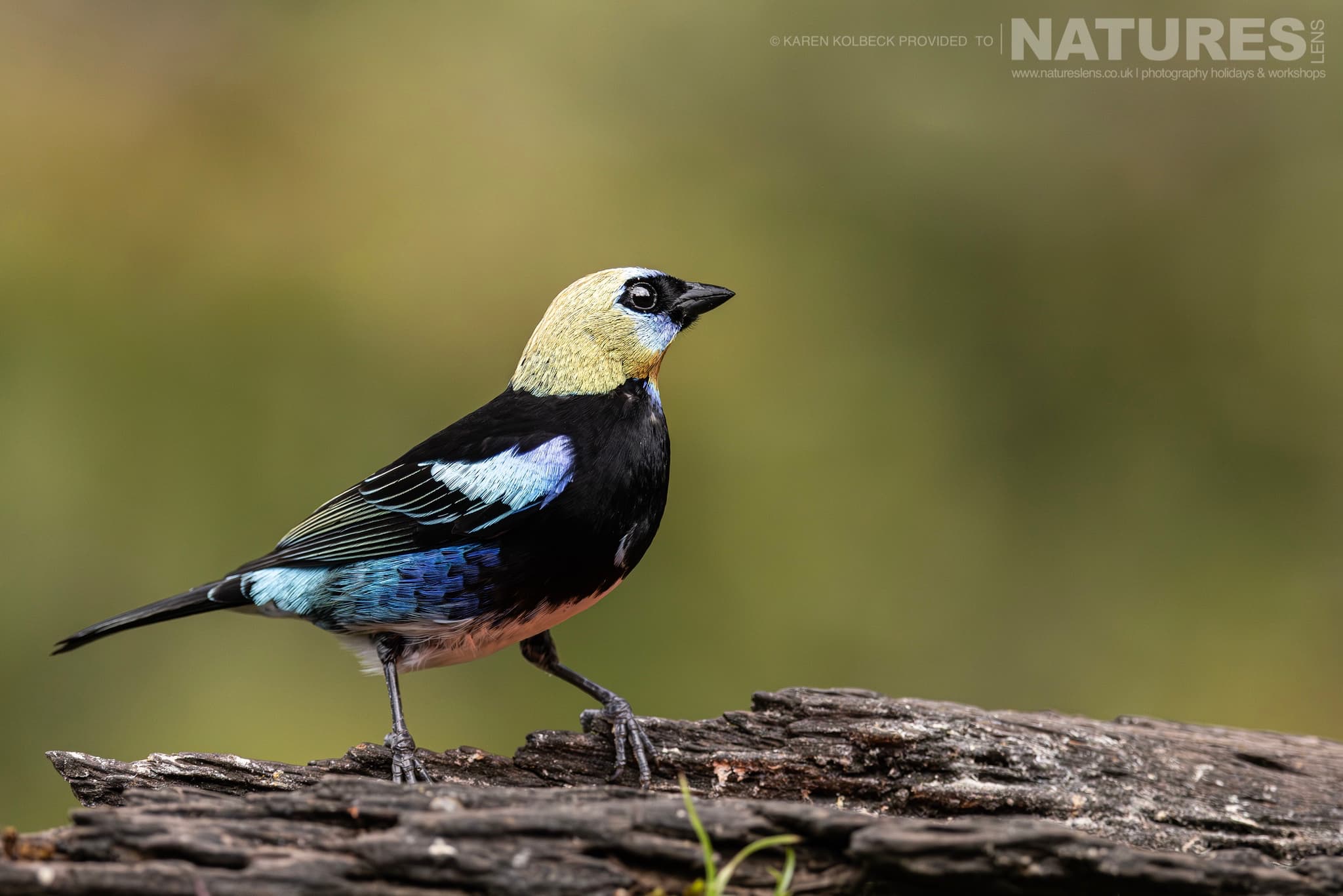 One Of The Many Species That Were Photographed By Karen Folbeck During Our 2024 Costa Rican Wildlife Photography Holiday 61 One Of The Many Species That Were Photographed By Karen Folbeck During Our 2024 Costa Rican Wildlife Photography Holiday – 61