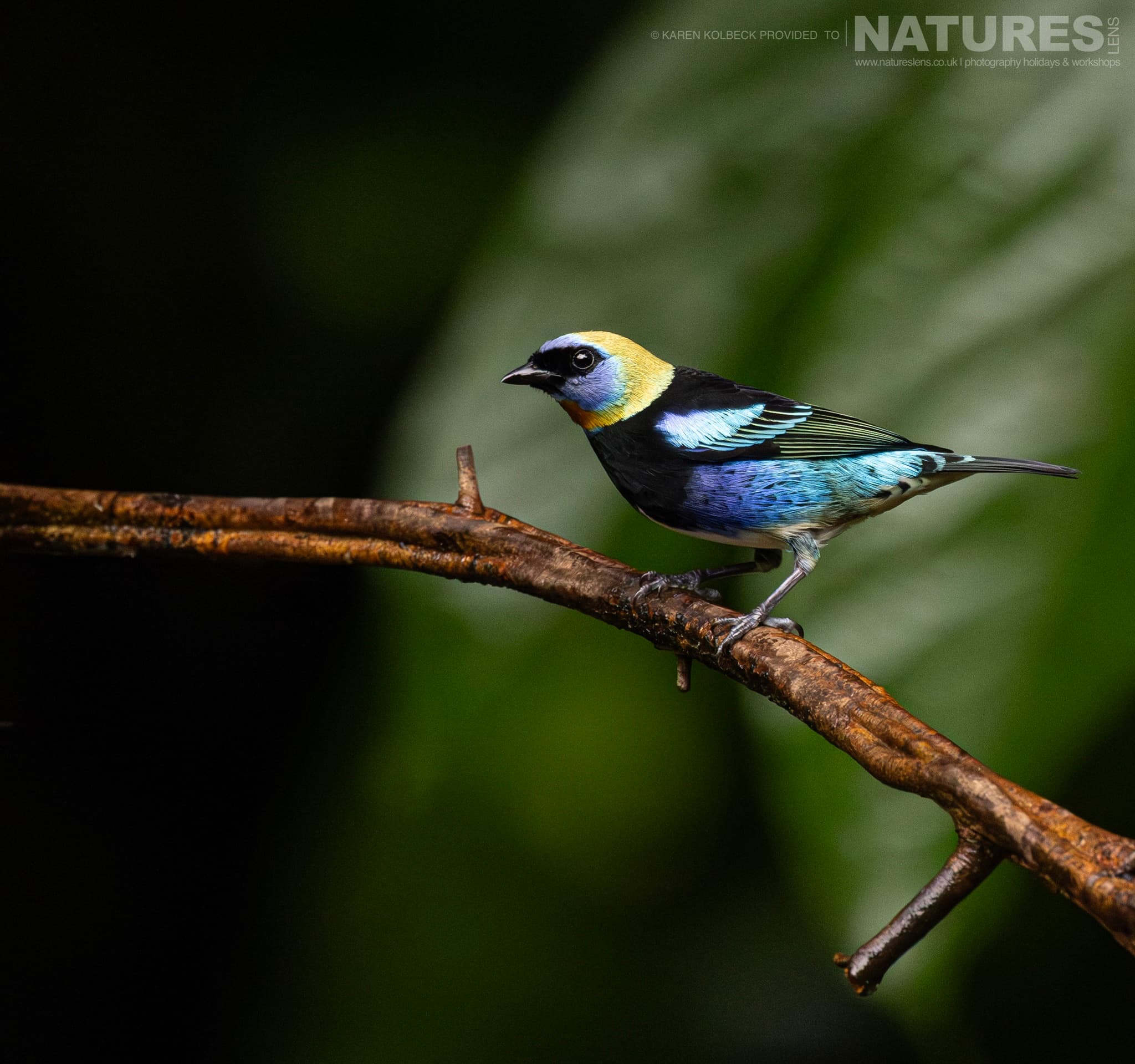 One Of The Many Species That Were Photographed By Karen Folbeck During Our 2024 Costa Rican Wildlife Photography Holiday 62 One Of The Many Species That Were Photographed By Karen Folbeck During Our 2024 Costa Rican Wildlife Photography Holiday – 62