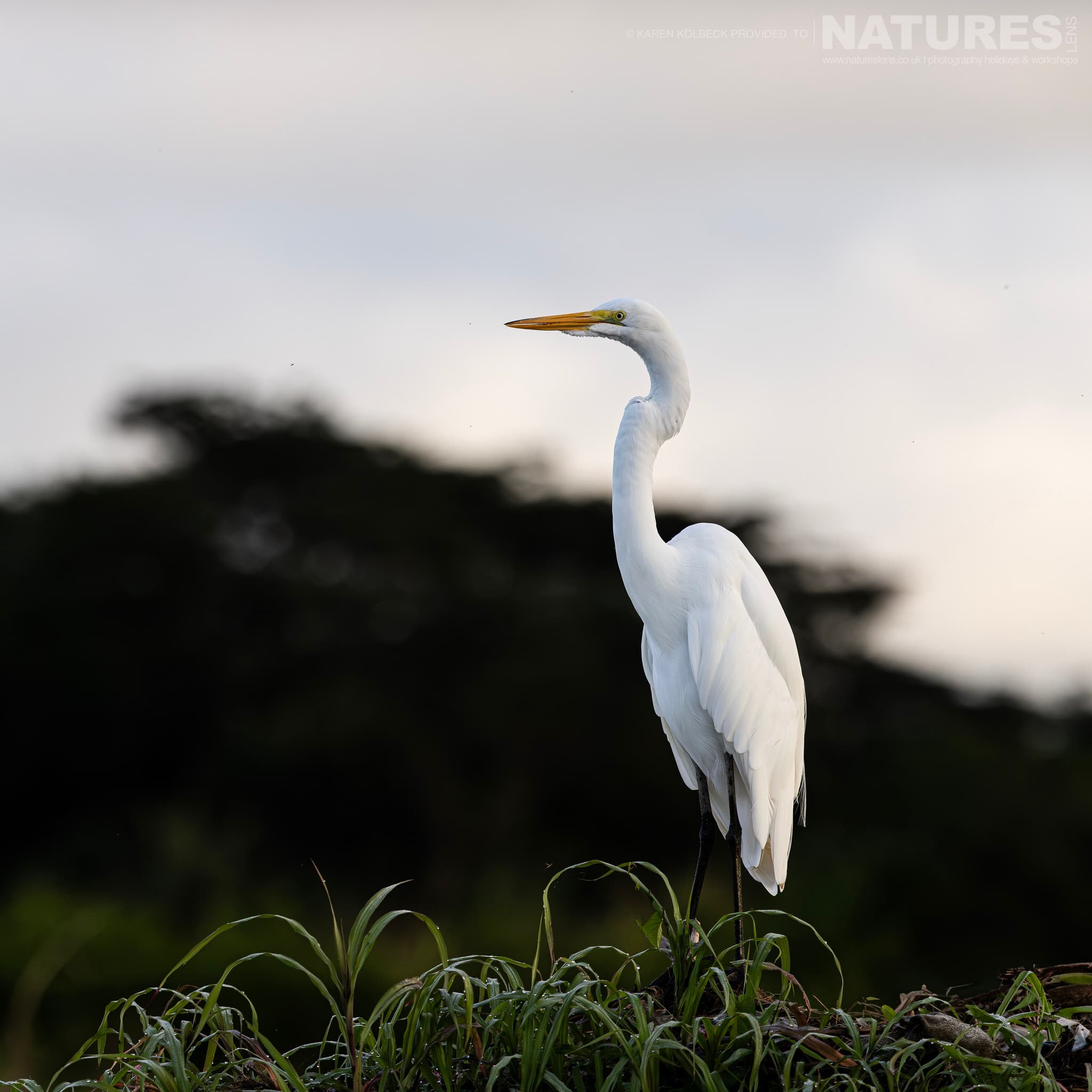 One Of The Many Species That Were Photographed By Karen Folbeck During Our 2024 Costa Rican Wildlife Photography Holiday 63 One Of The Many Species That Were Photographed By Karen Folbeck During Our 2024 Costa Rican Wildlife Photography Holiday – 63