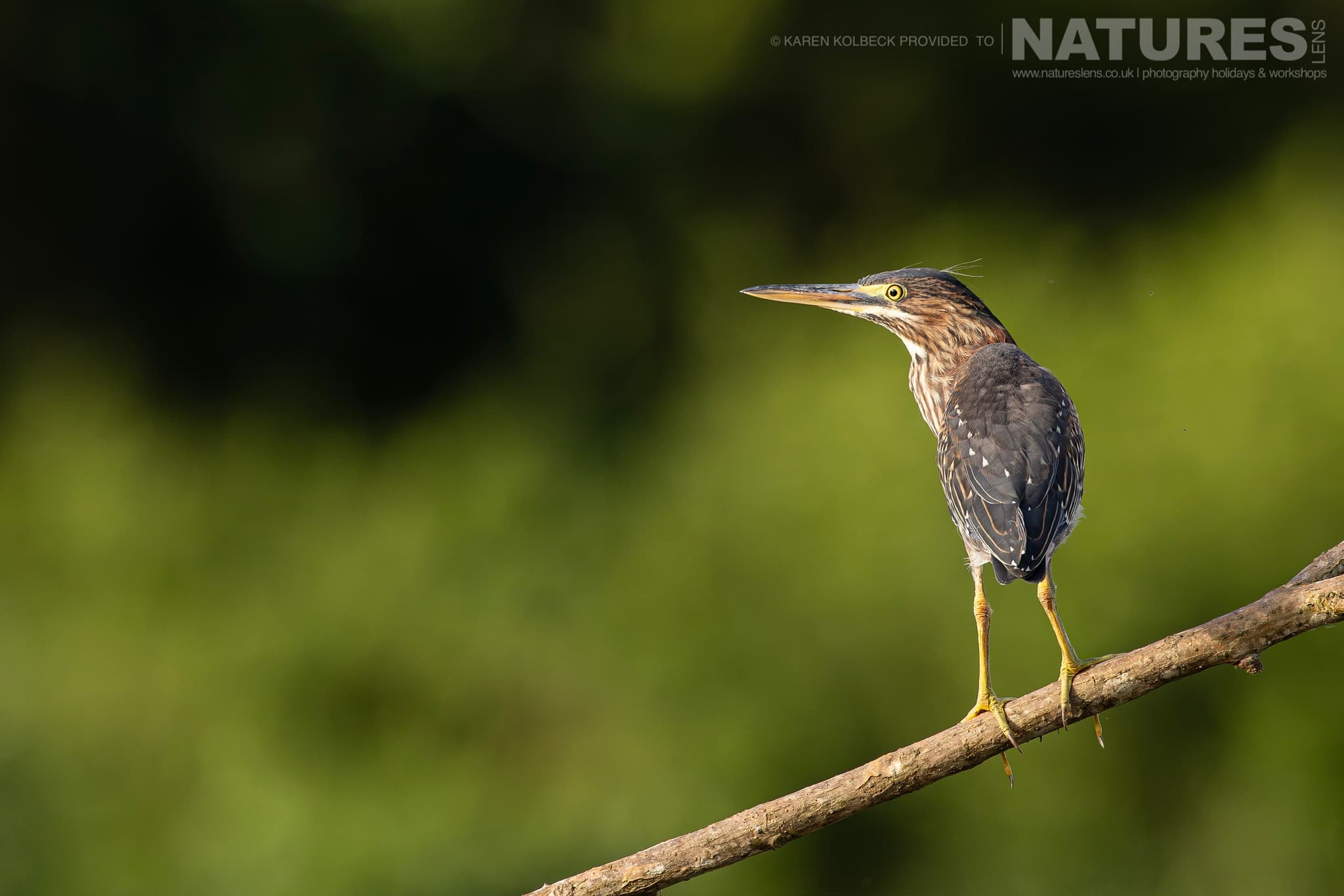 One Of The Many Species That Were Photographed By Karen Folbeck During Our 2024 Costa Rican Wildlife Photography Holiday 64 One Of The Many Species That Were Photographed By Karen Folbeck During Our 2024 Costa Rican Wildlife Photography Holiday – 64