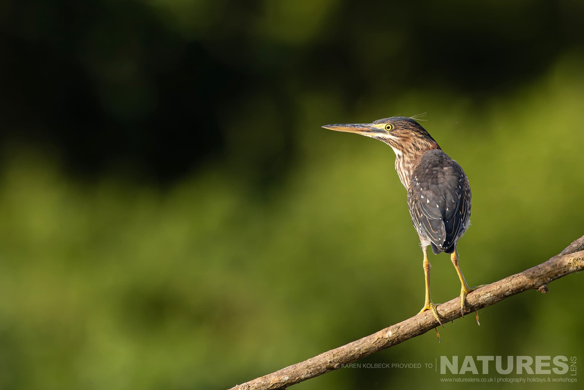 One Of The Many Species That Were Photographed By Karen Folbeck During Our 2024 Costa Rican Wildlife Photography Holiday 65 One Of The Many Species That Were Photographed By Karen Folbeck During Our 2024 Costa Rican Wildlife Photography Holiday – 65
