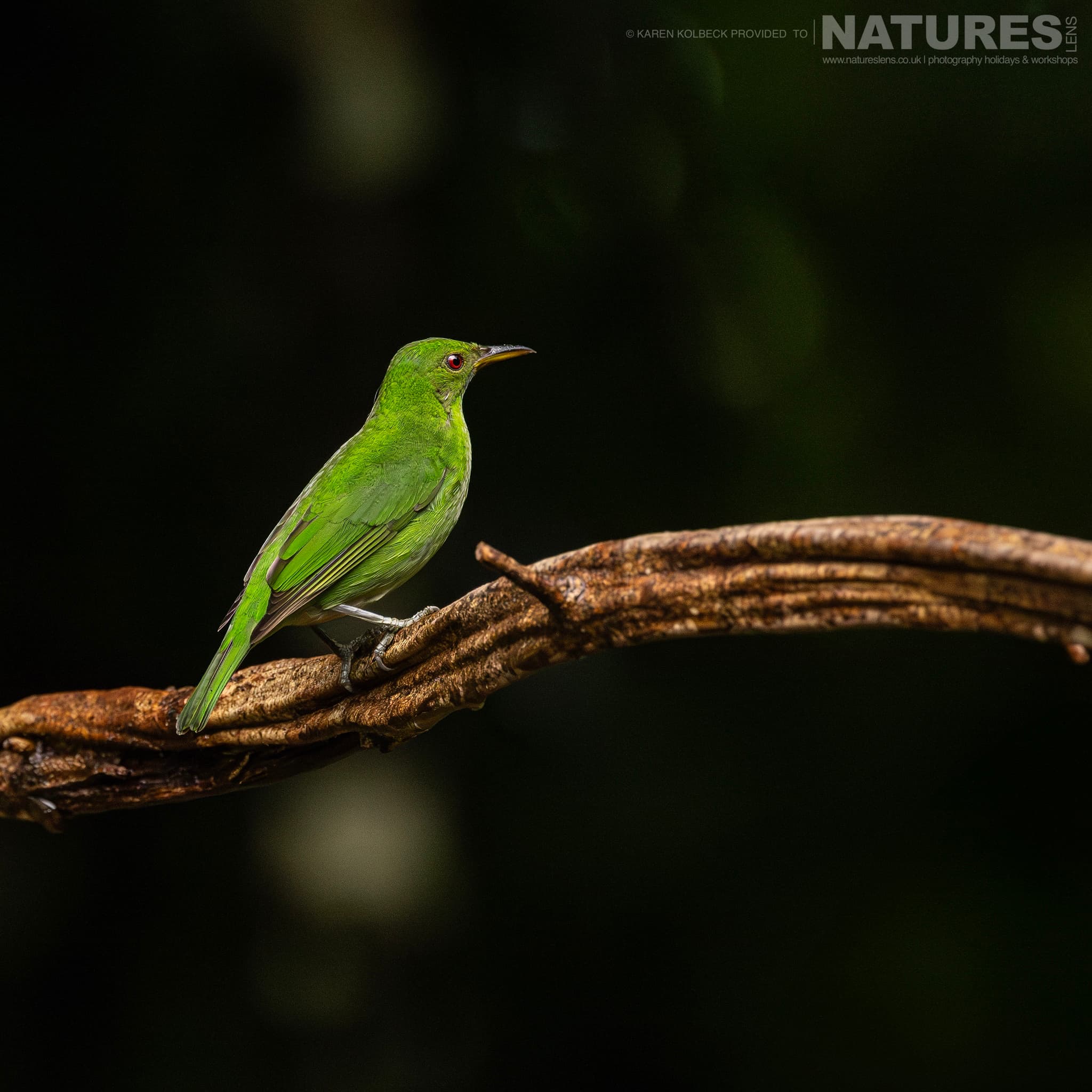 One Of The Many Species That Were Photographed By Karen Folbeck During Our 2024 Costa Rican Wildlife Photography Holiday 66 One Of The Many Species That Were Photographed By Karen Folbeck During Our 2024 Costa Rican Wildlife Photography Holiday – 66