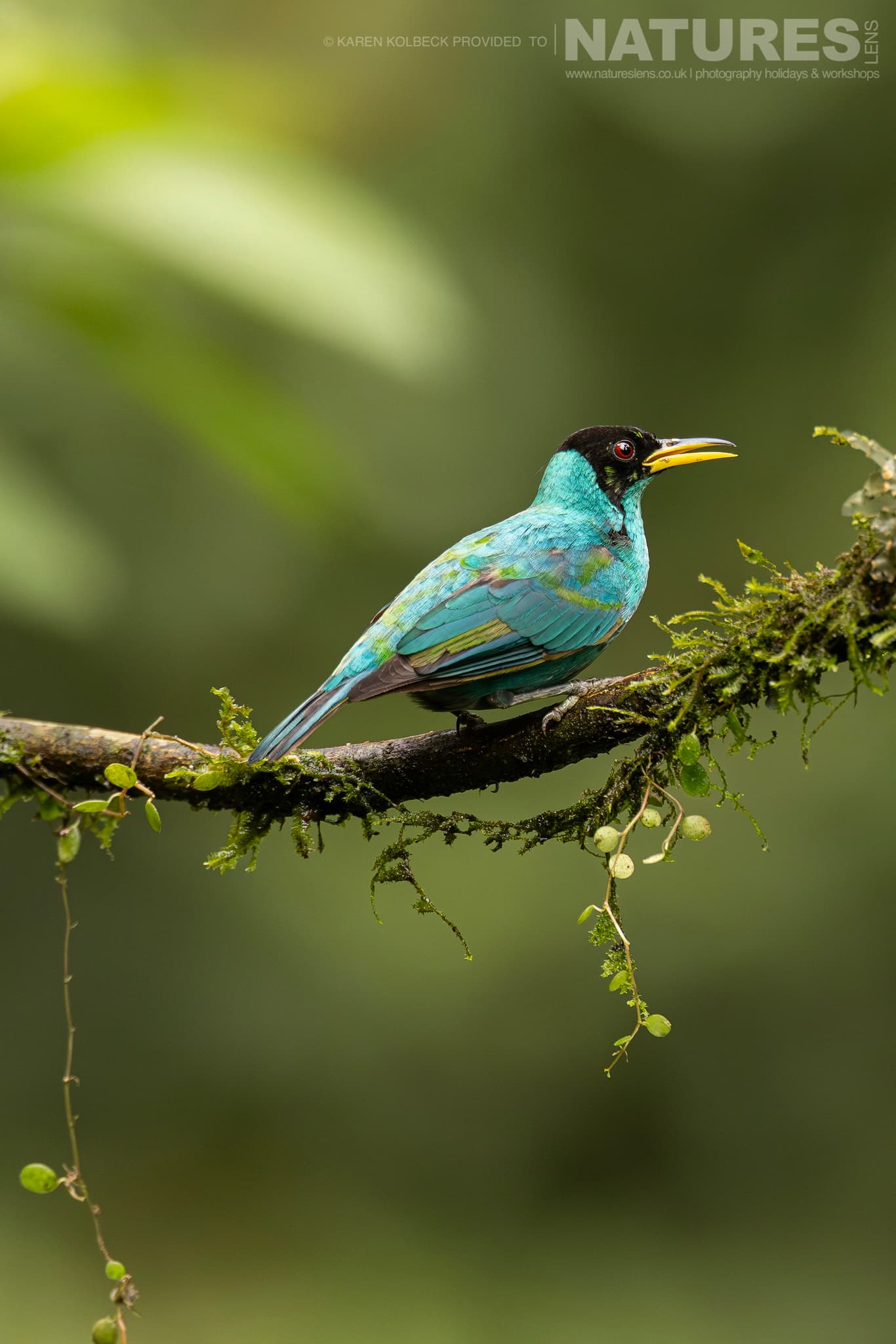 One Of The Many Species That Were Photographed By Karen Folbeck During Our 2024 Costa Rican Wildlife Photography Holiday 67 One Of The Many Species That Were Photographed By Karen Folbeck During Our 2024 Costa Rican Wildlife Photography Holiday – 67