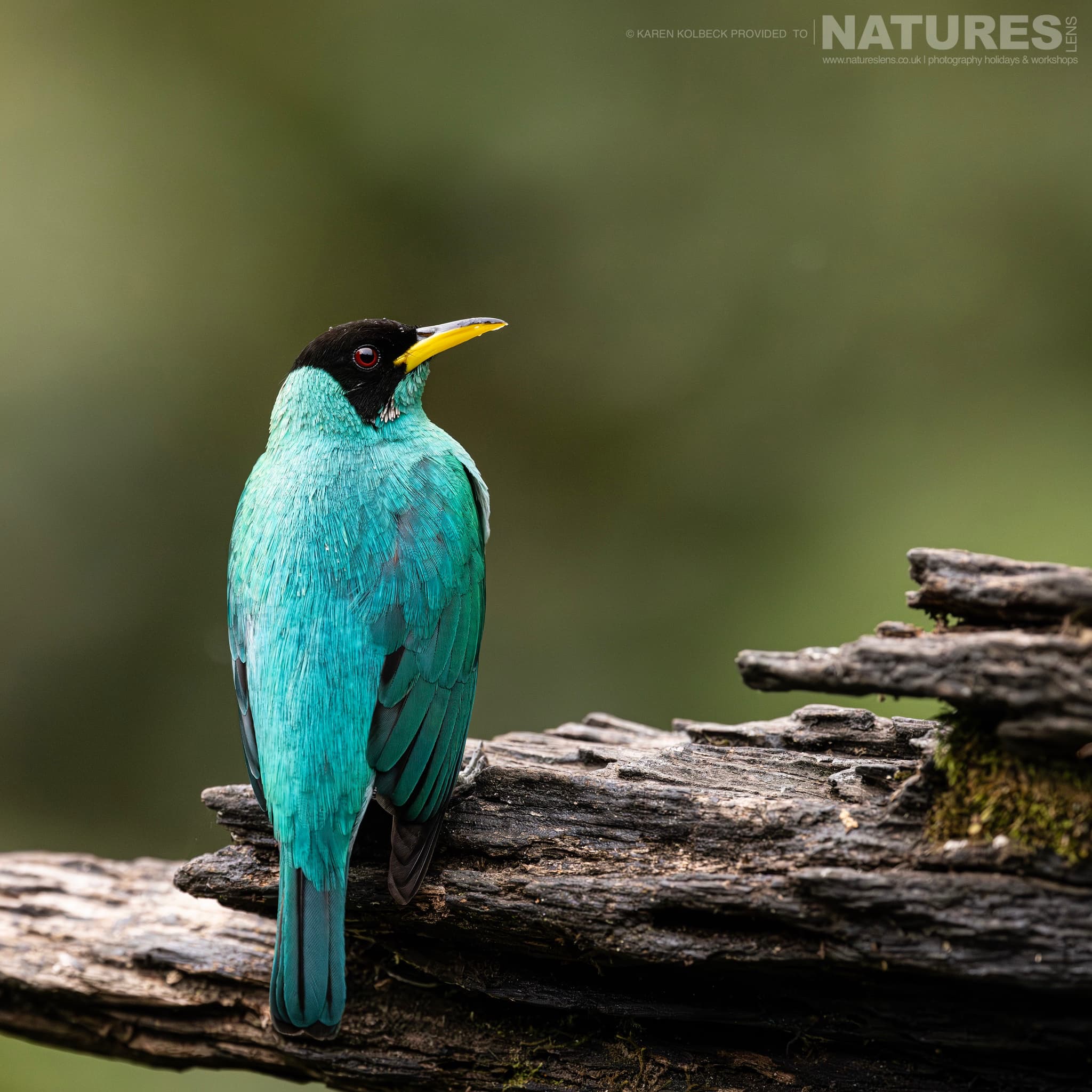 One Of The Many Species That Were Photographed By Karen Folbeck During Our 2024 Costa Rican Wildlife Photography Holiday 68 One Of The Many Species That Were Photographed By Karen Folbeck During Our 2024 Costa Rican Wildlife Photography Holiday – 68