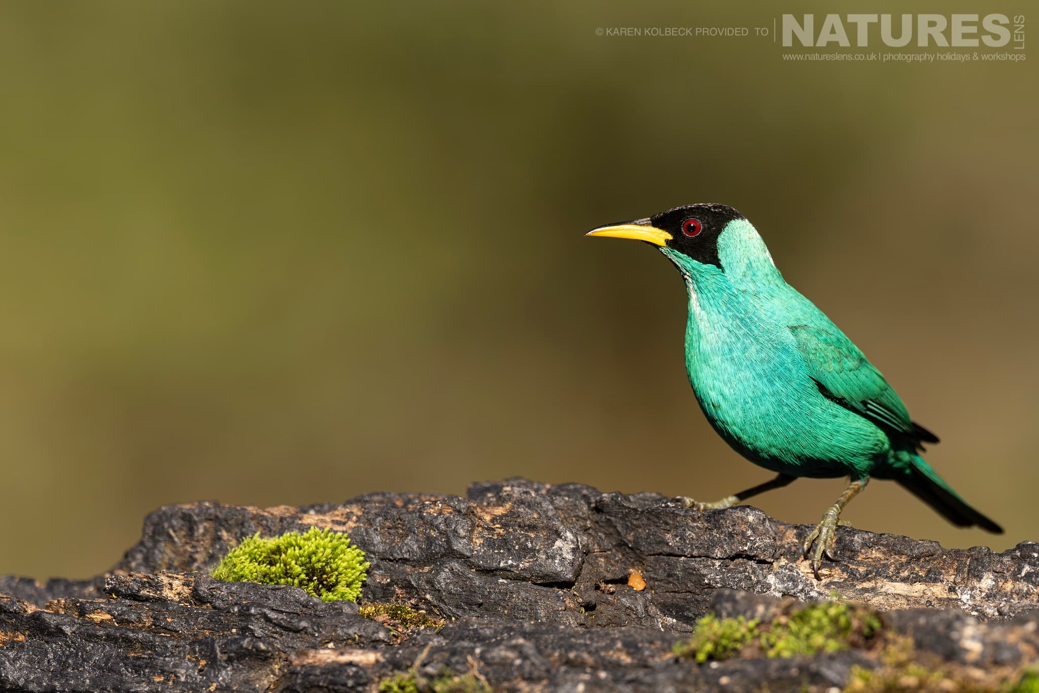 One Of The Many Species That Were Photographed By Karen Folbeck During Our 2024 Costa Rican Wildlife Photography Holiday 69 One Of The Many Species That Were Photographed By Karen Folbeck During Our 2024 Costa Rican Wildlife Photography Holiday – 69
