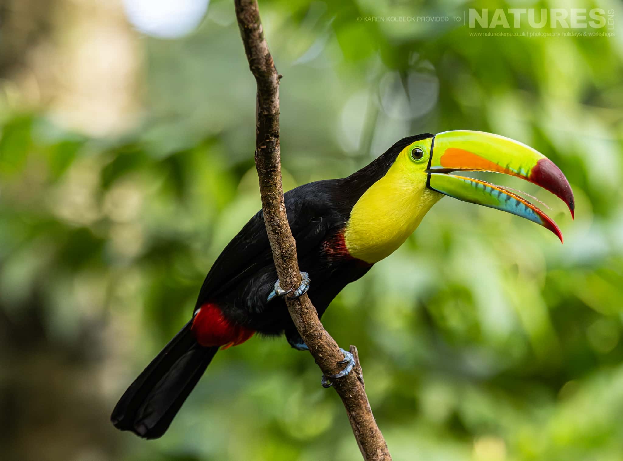 One Of The Many Species That Were Photographed By Karen Folbeck During Our 2024 Costa Rican Wildlife Photography Holiday 70 One Of The Many Species That Were Photographed By Karen Folbeck During Our 2024 Costa Rican Wildlife Photography Holiday – 70