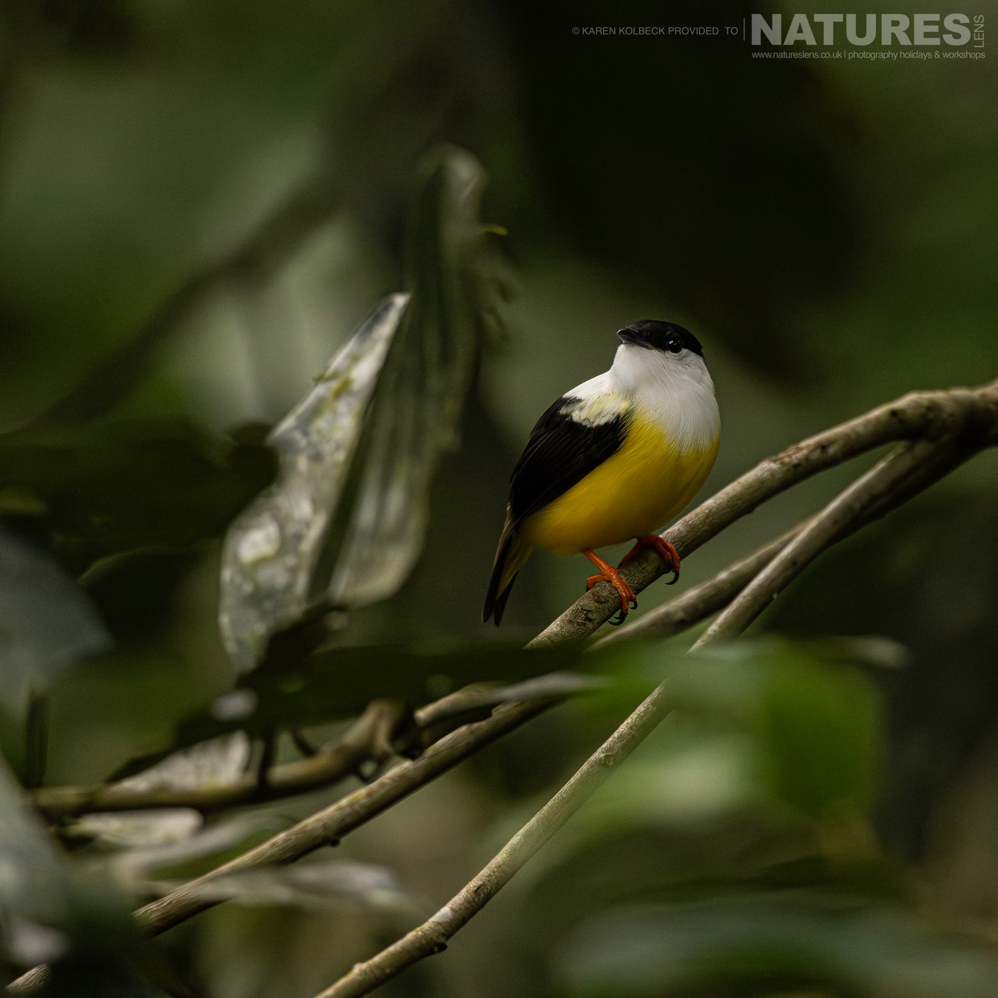 One Of The Many Species That Were Photographed By Karen Folbeck During Our 2024 Costa Rican Wildlife Photography Holiday 71 One Of The Many Species That Were Photographed By Karen Folbeck During Our 2024 Costa Rican Wildlife Photography Holiday – 71