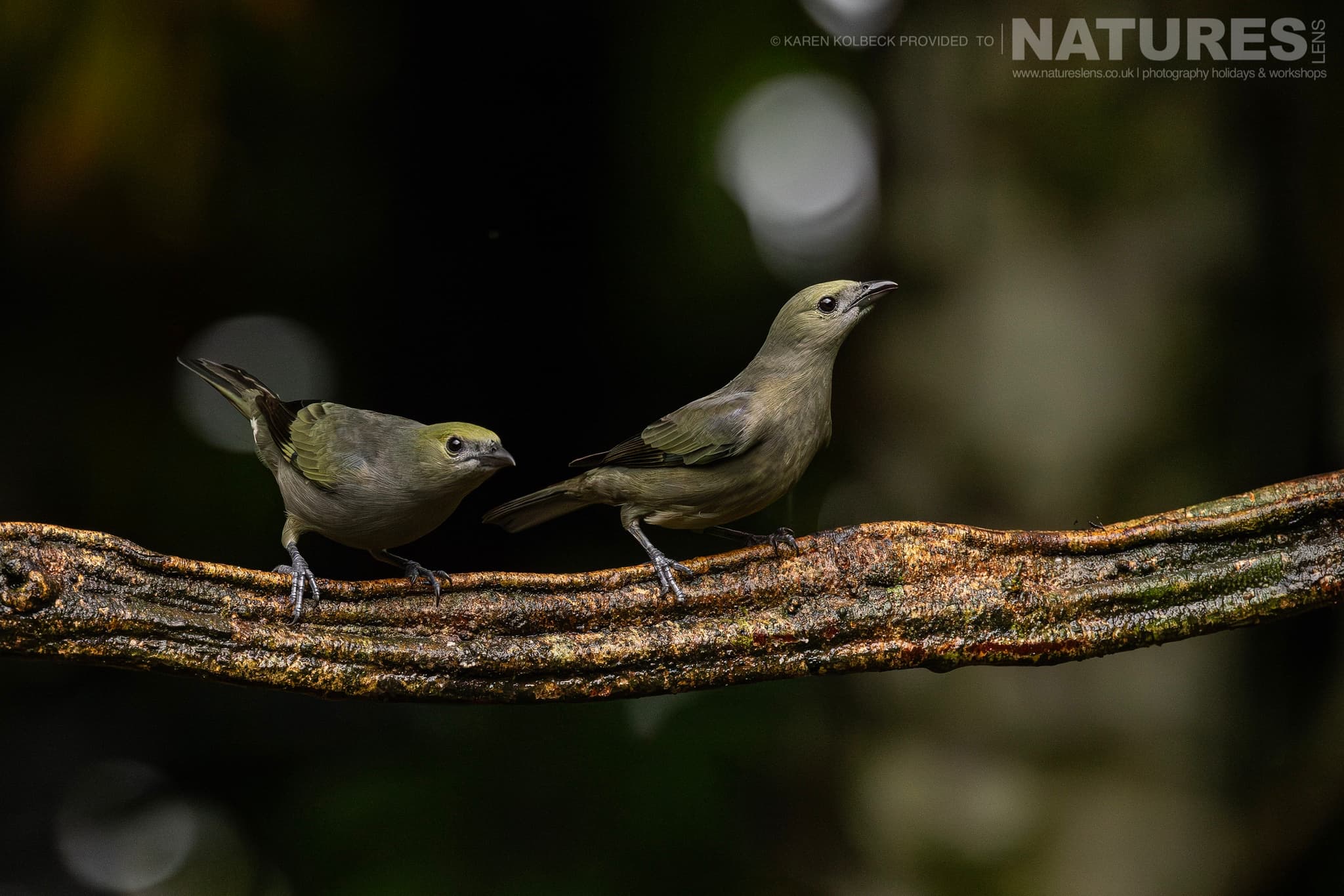 One Of The Many Species That Were Photographed By Karen Folbeck During Our 2024 Costa Rican Wildlife Photography Holiday 72 One Of The Many Species That Were Photographed By Karen Folbeck During Our 2024 Costa Rican Wildlife Photography Holiday – 72
